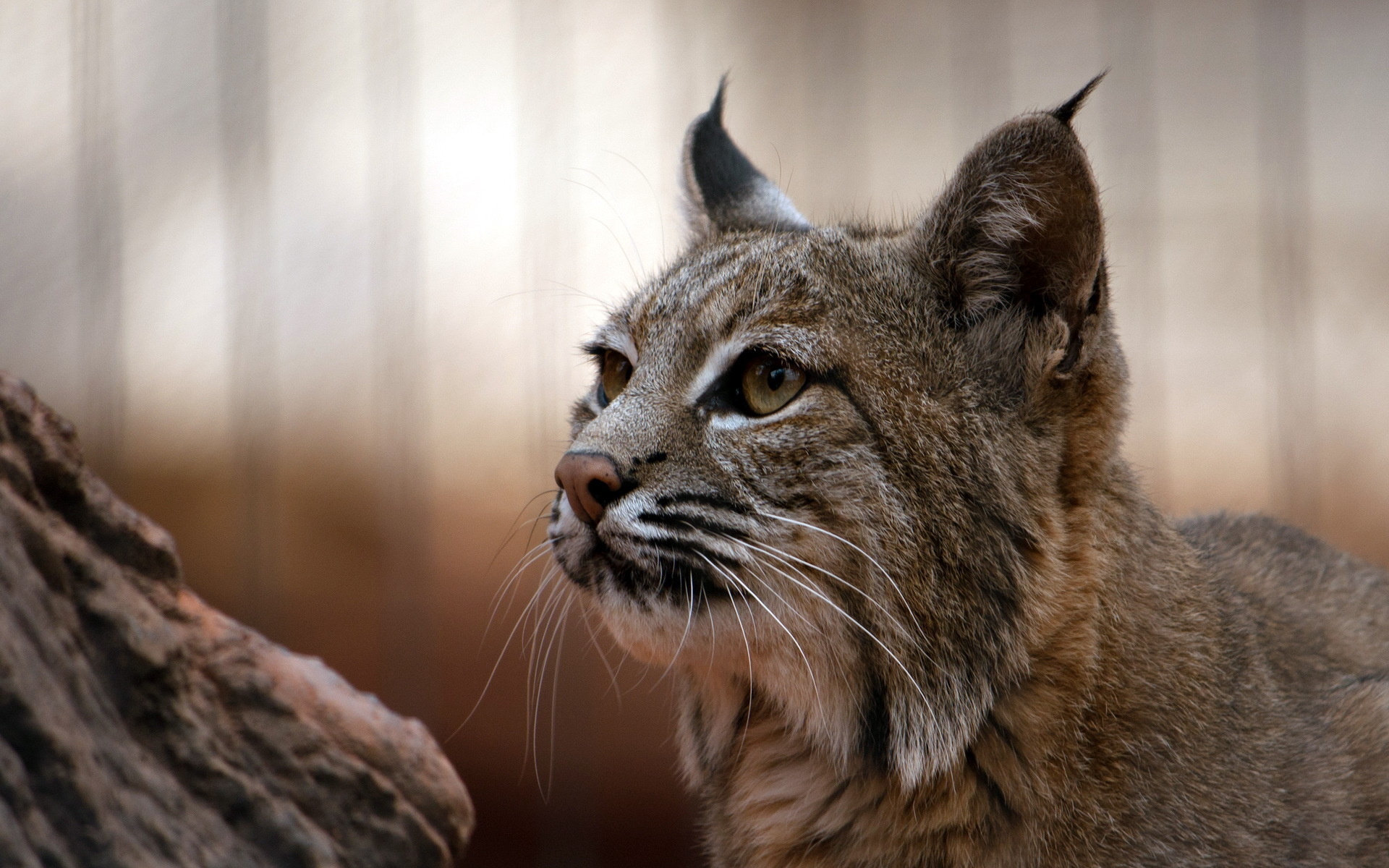 Téléchargez des papiers peints mobile Animaux, Chats, Lynx gratuitement.