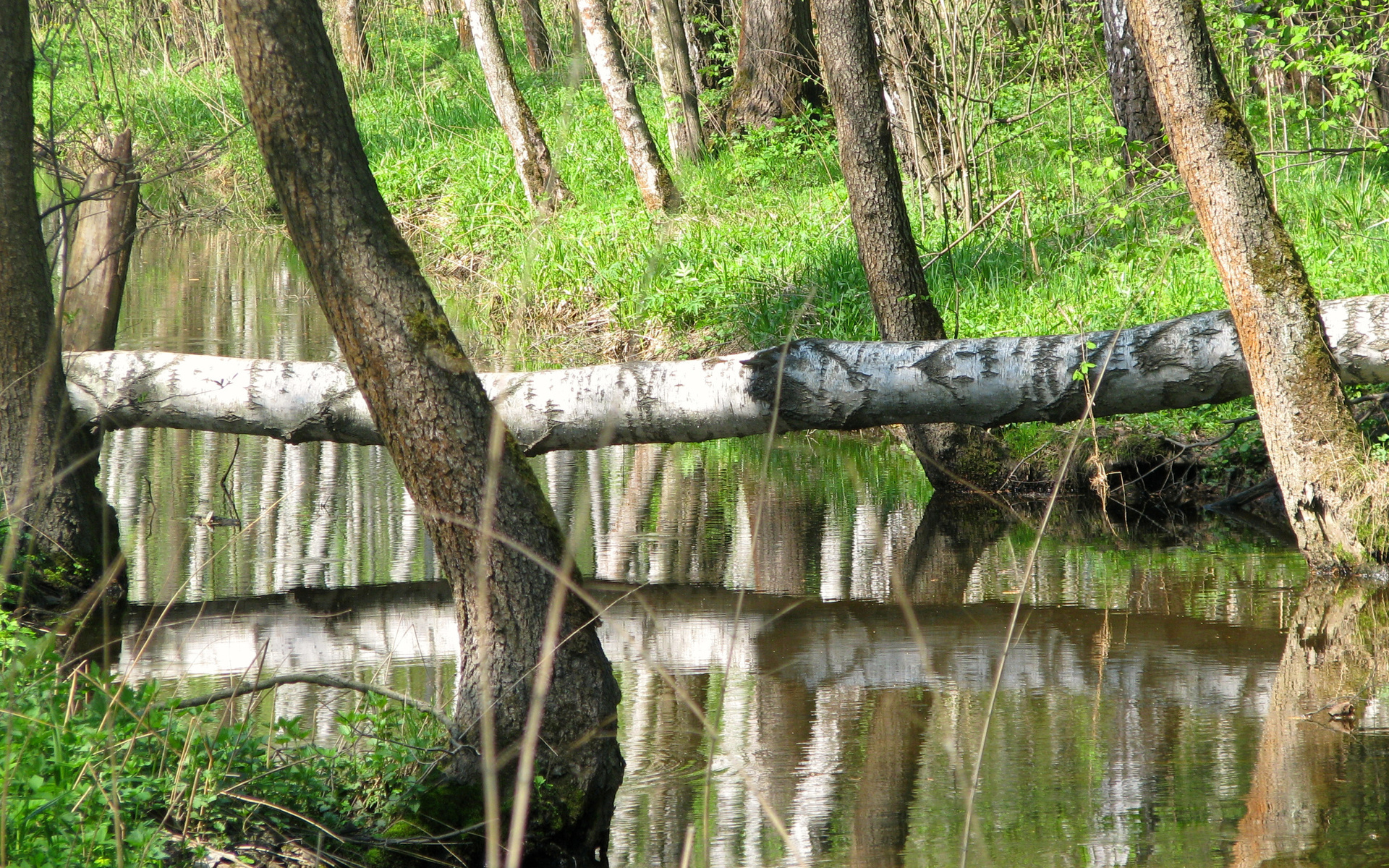 Baixar papel de parede para celular de Rio, Terra/natureza gratuito.