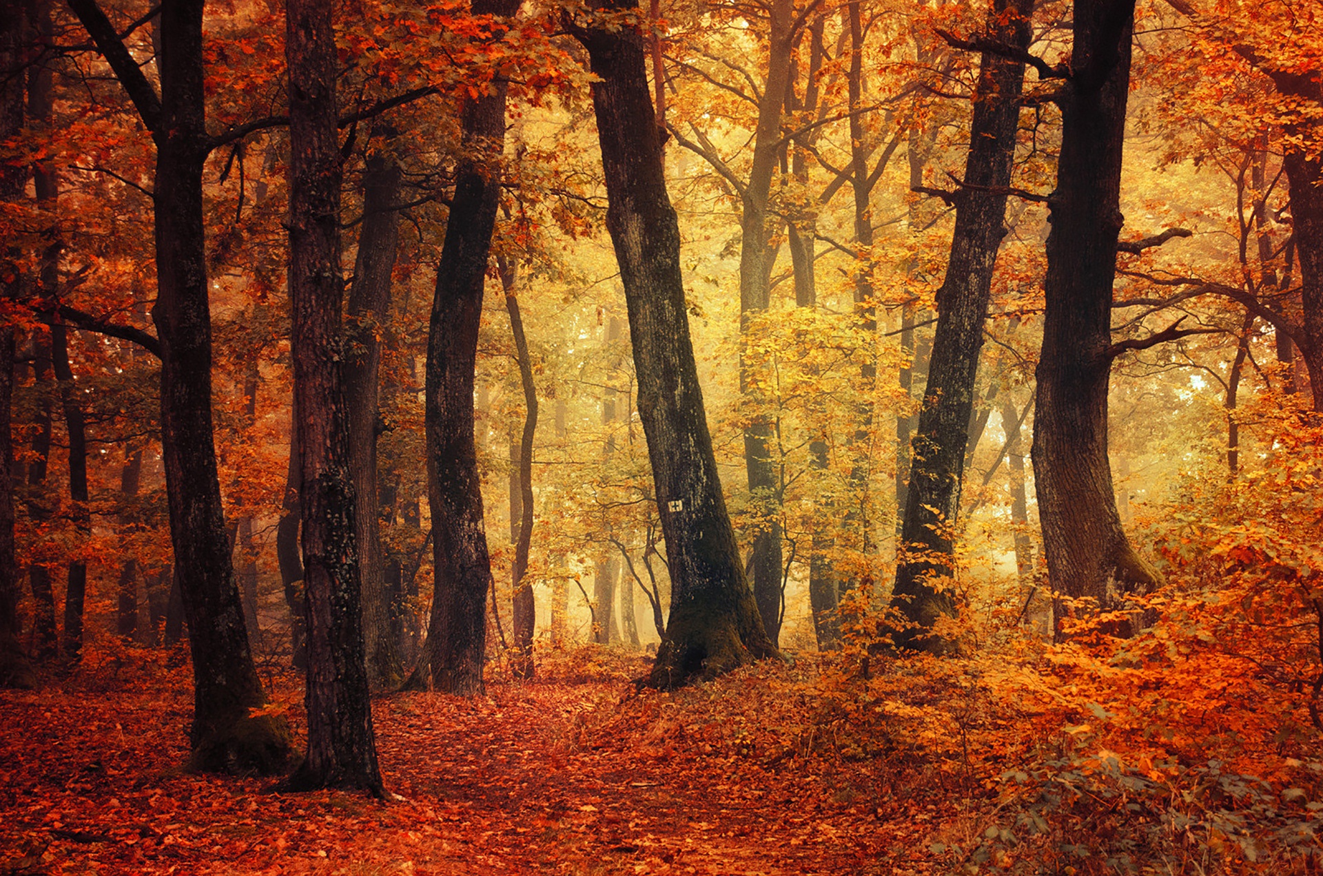 Téléchargez gratuitement l'image Automne, Forêt, Arbre, La Nature, Terre/nature sur le bureau de votre PC