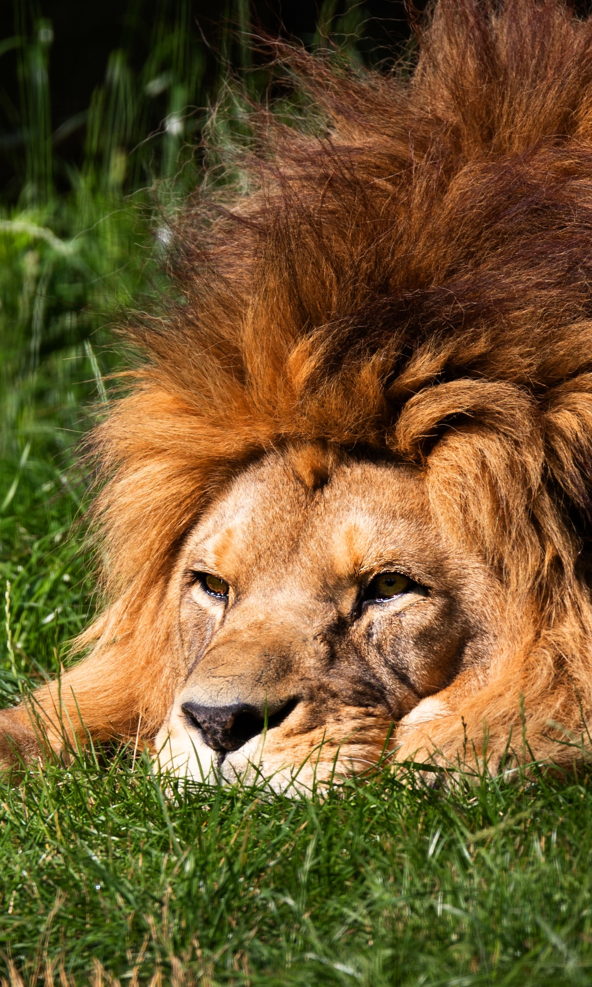 Téléchargez des papiers peints mobile Animaux, Chats, Lion gratuitement.