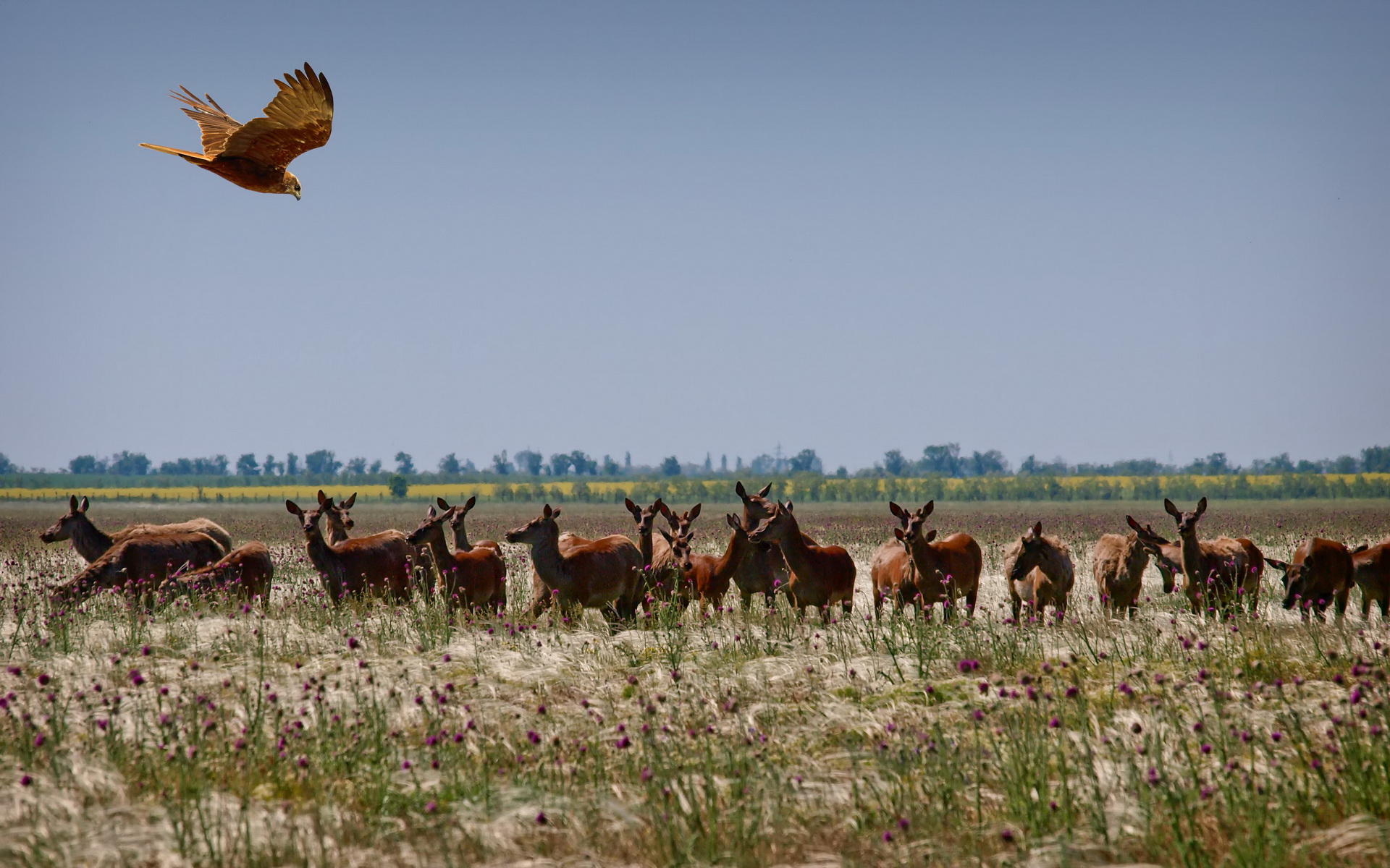 Téléchargez gratuitement l'image Animaux, Aigle, Des Oiseaux sur le bureau de votre PC