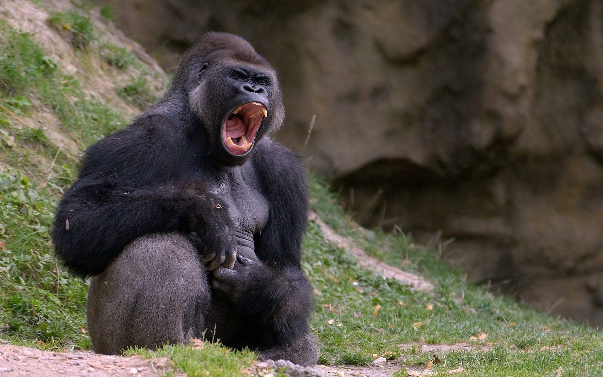60542 скачать обои горилла, черный, животные, обезьяна - заставки и картинки бесплатно