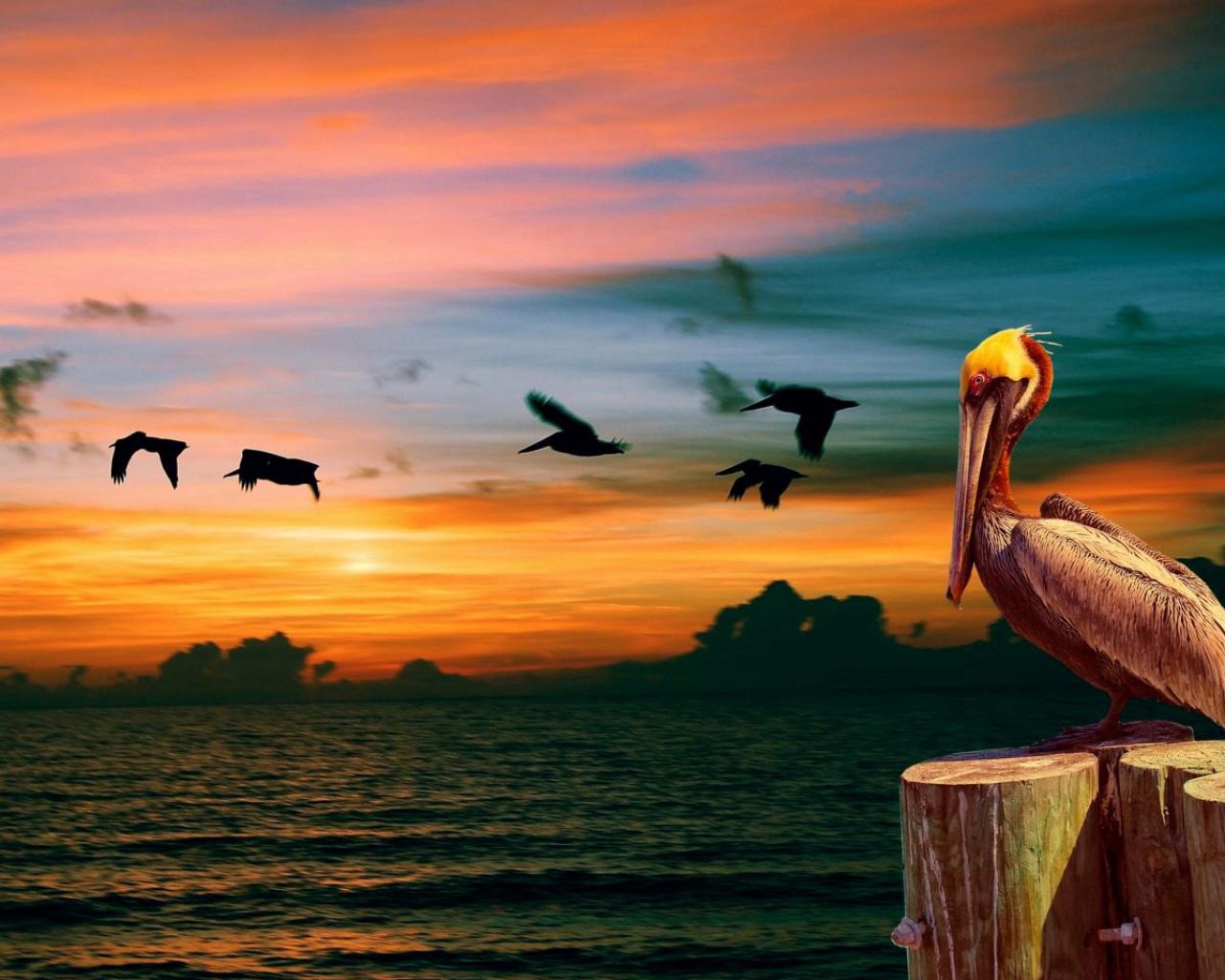 Download mobile wallpaper Pelican, Sunset, Animals, Nature, Birds for free.