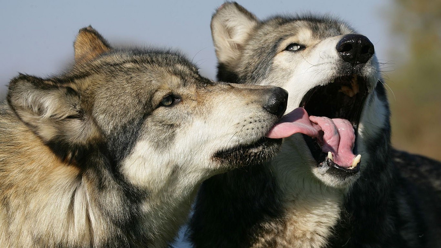 Descarga gratuita de fondo de pantalla para móvil de Animales, Lobo.