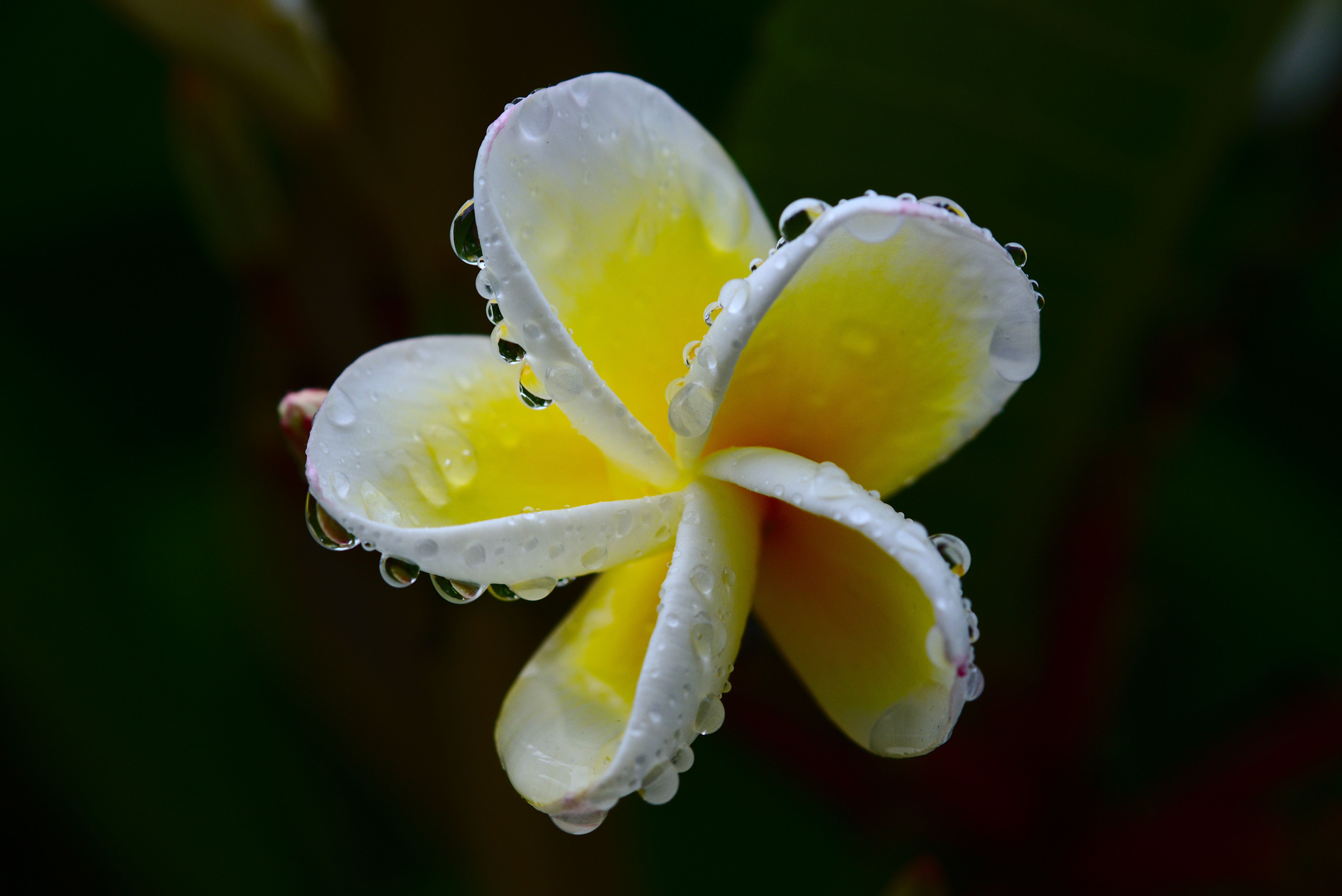 91801 descargar fondo de pantalla blanco, amarillo, flor, planta, macro, plumeria: protectores de pantalla e imágenes gratis
