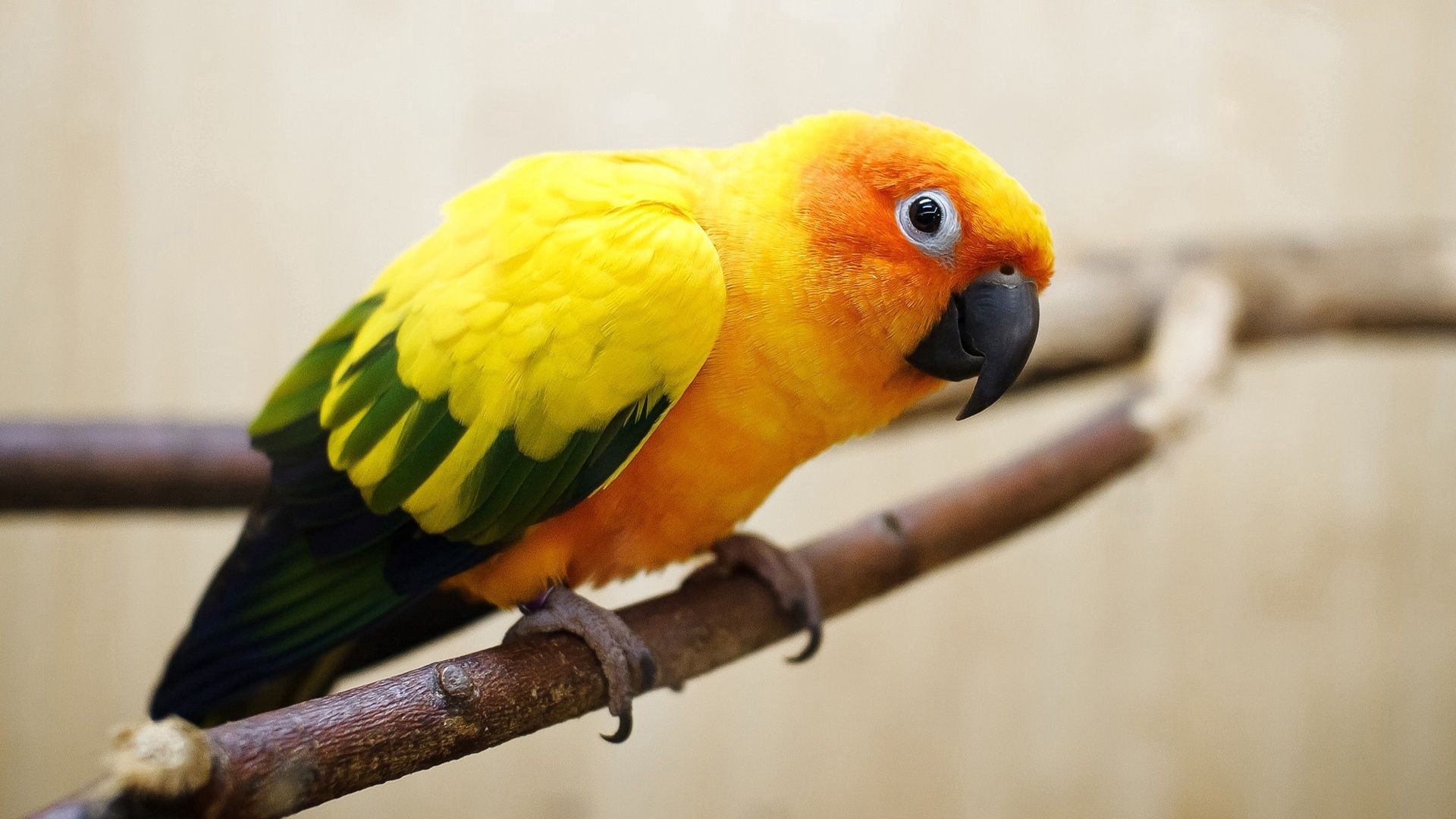 Handy-Wallpaper Tiere, Vogel, Farbe, Feder, Papageien kostenlos herunterladen.