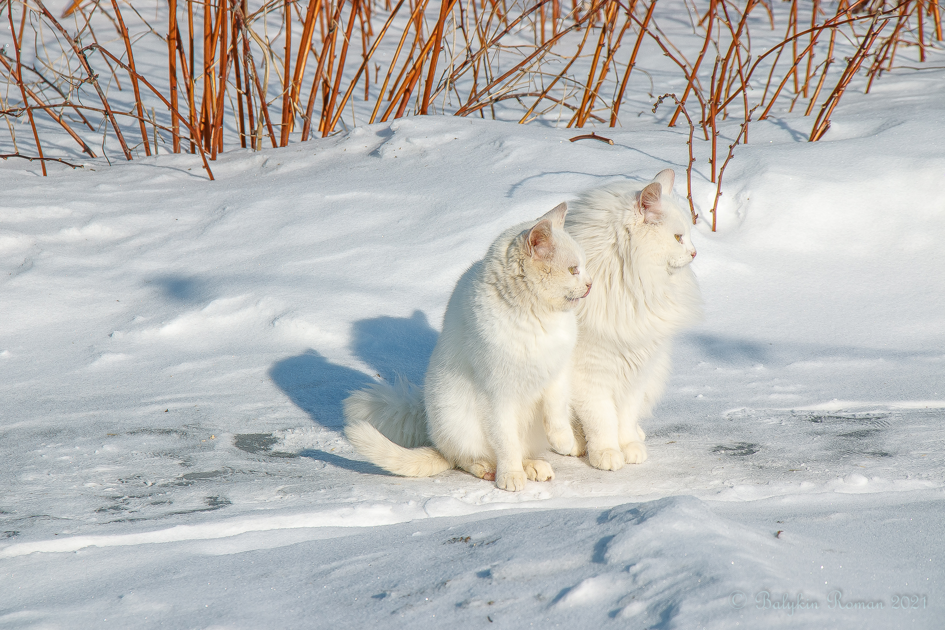 Handy-Wallpaper Tiere, Katzen, Katze kostenlos herunterladen.