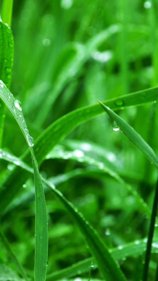 Download mobile wallpaper Nature, Grass, Earth, Water Drop for free.