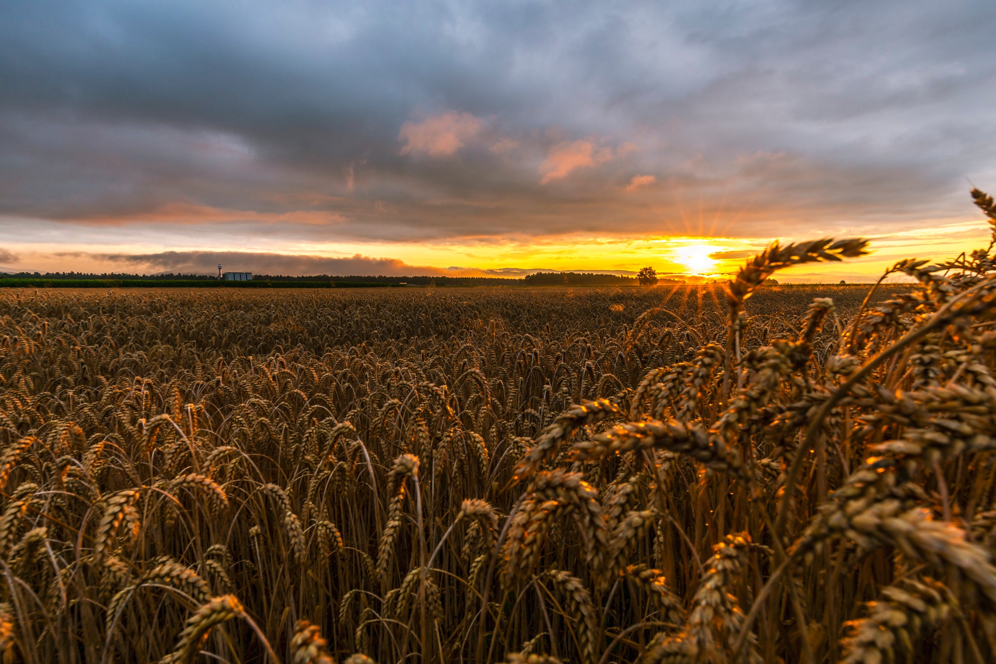 Handy-Wallpaper Natur, Sommer, Weizen, Feld, Erde/natur kostenlos herunterladen.