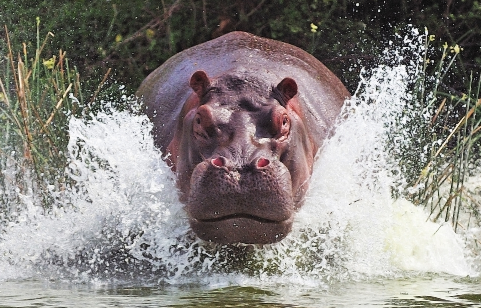animals, hippos