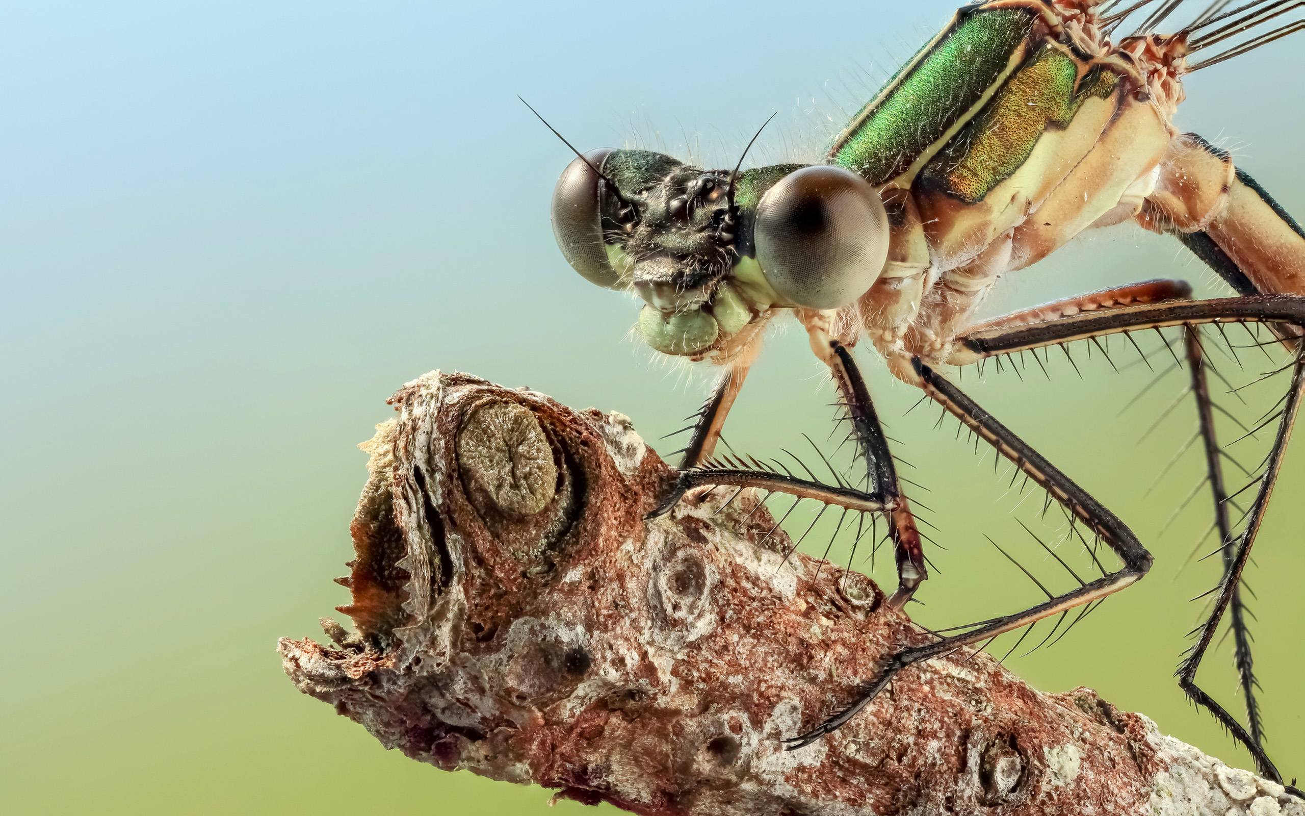 Téléchargez gratuitement l'image Animaux, Insectes, Fermer, Libellule, La Nature sur le bureau de votre PC