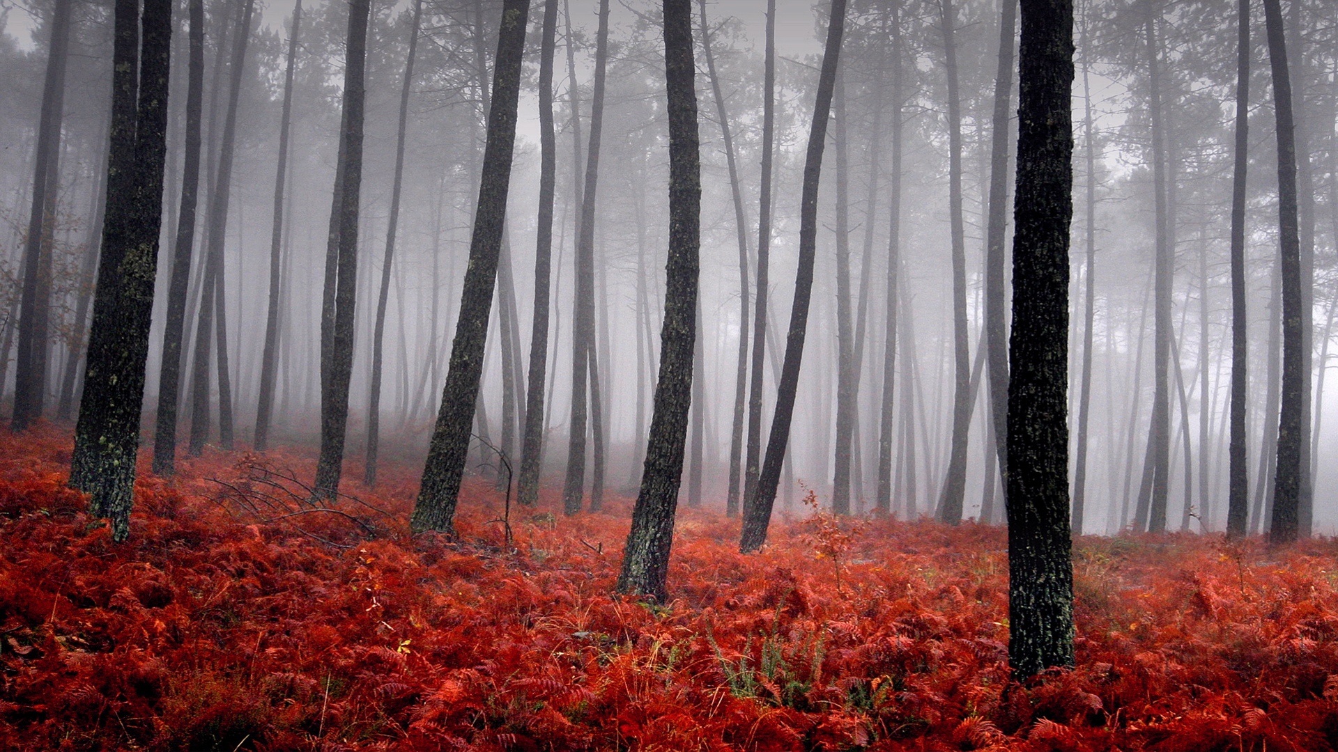 Téléchargez gratuitement l'image Brouillard, Terre/nature sur le bureau de votre PC