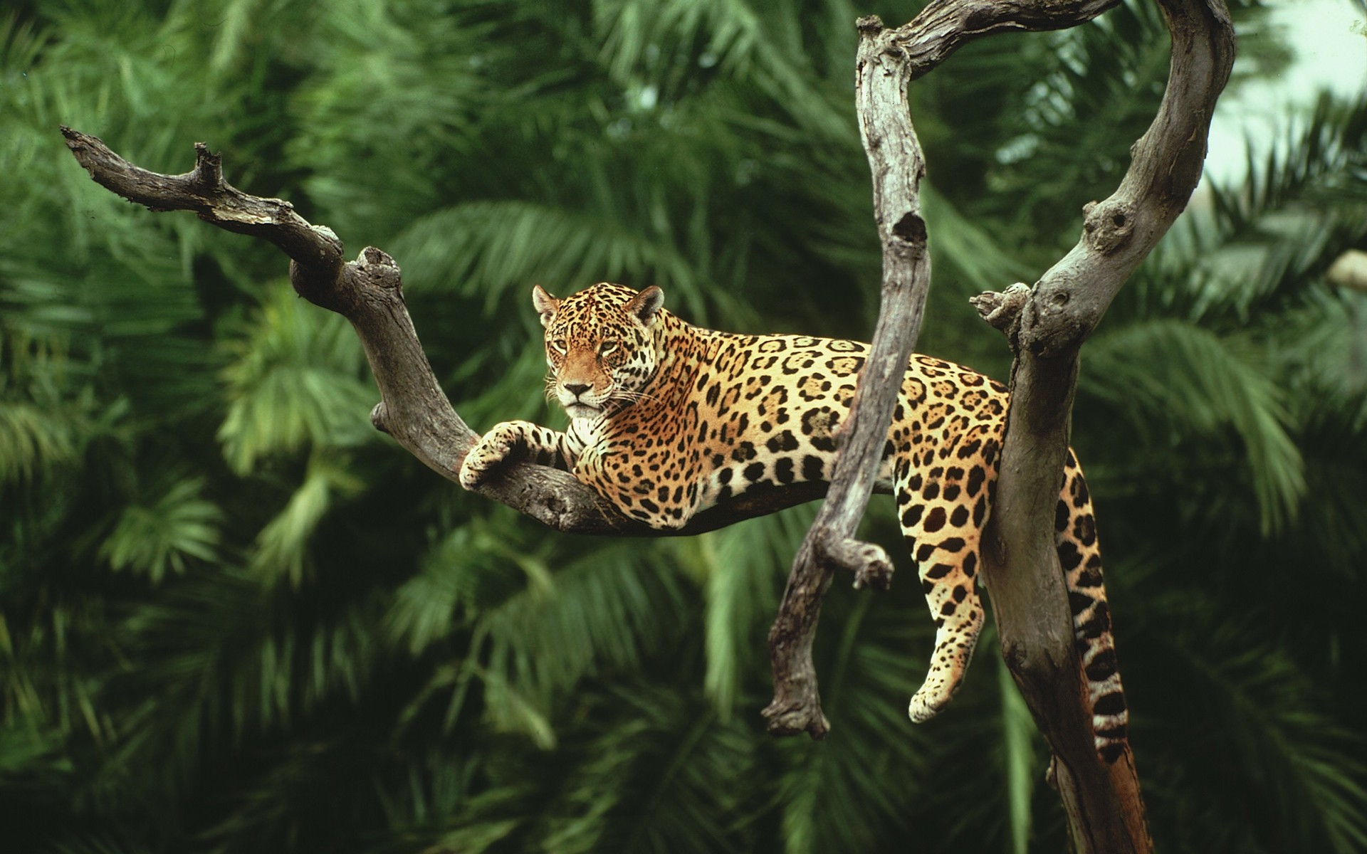 Free download wallpaper Cats, Jaguar, Leopard, Branch, Animal, Jungle on your PC desktop