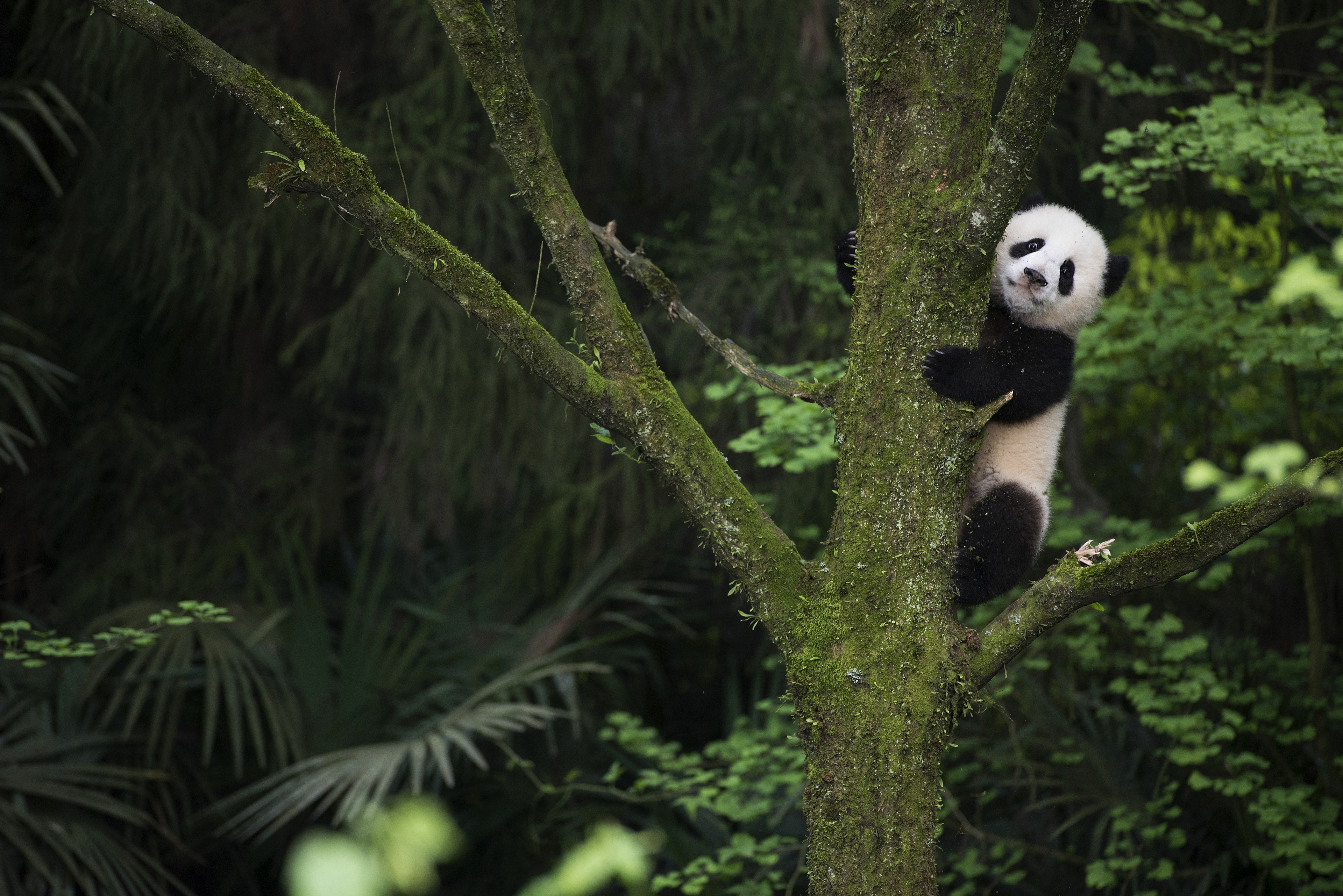 Download mobile wallpaper Panda, Animal for free.