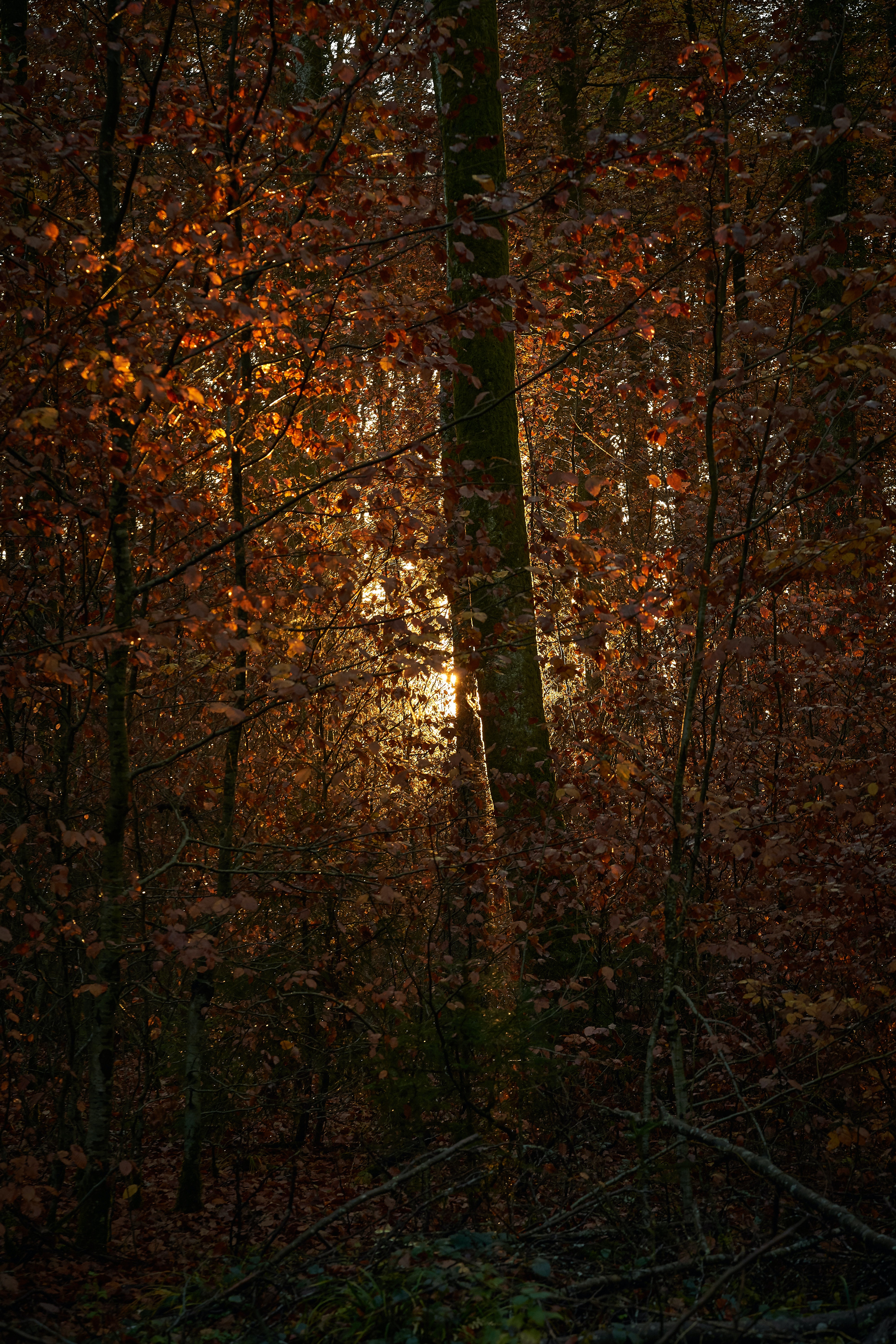 branches, nature, trees, leaves, sun, shine, light, forest 8K