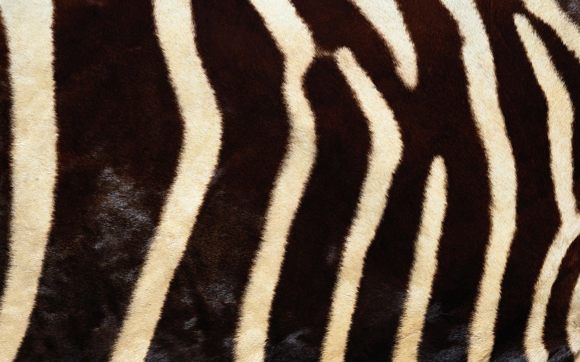 Download mobile wallpaper Fur, Streaks, Stripes, Zebra, Lines, Textures, Texture for free.