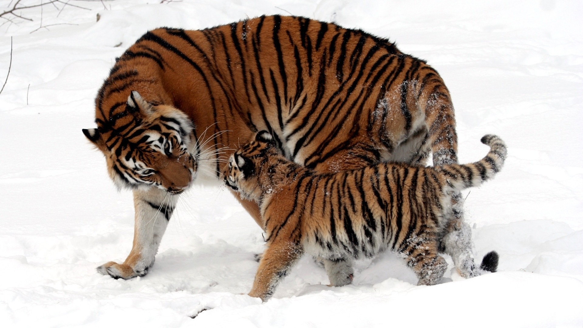 animals, tigers, snow desktop HD wallpaper