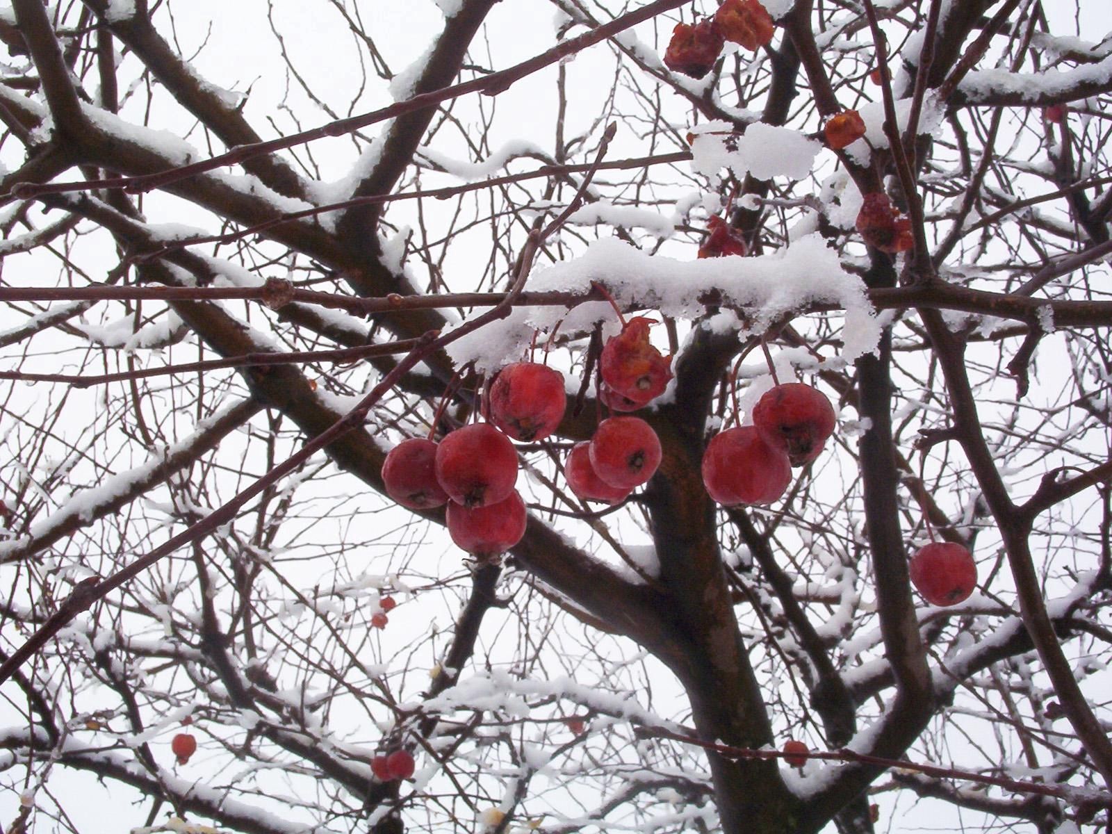 Download mobile wallpaper Branch, Rowan, Branches, Snow, Berry, Nature for free.