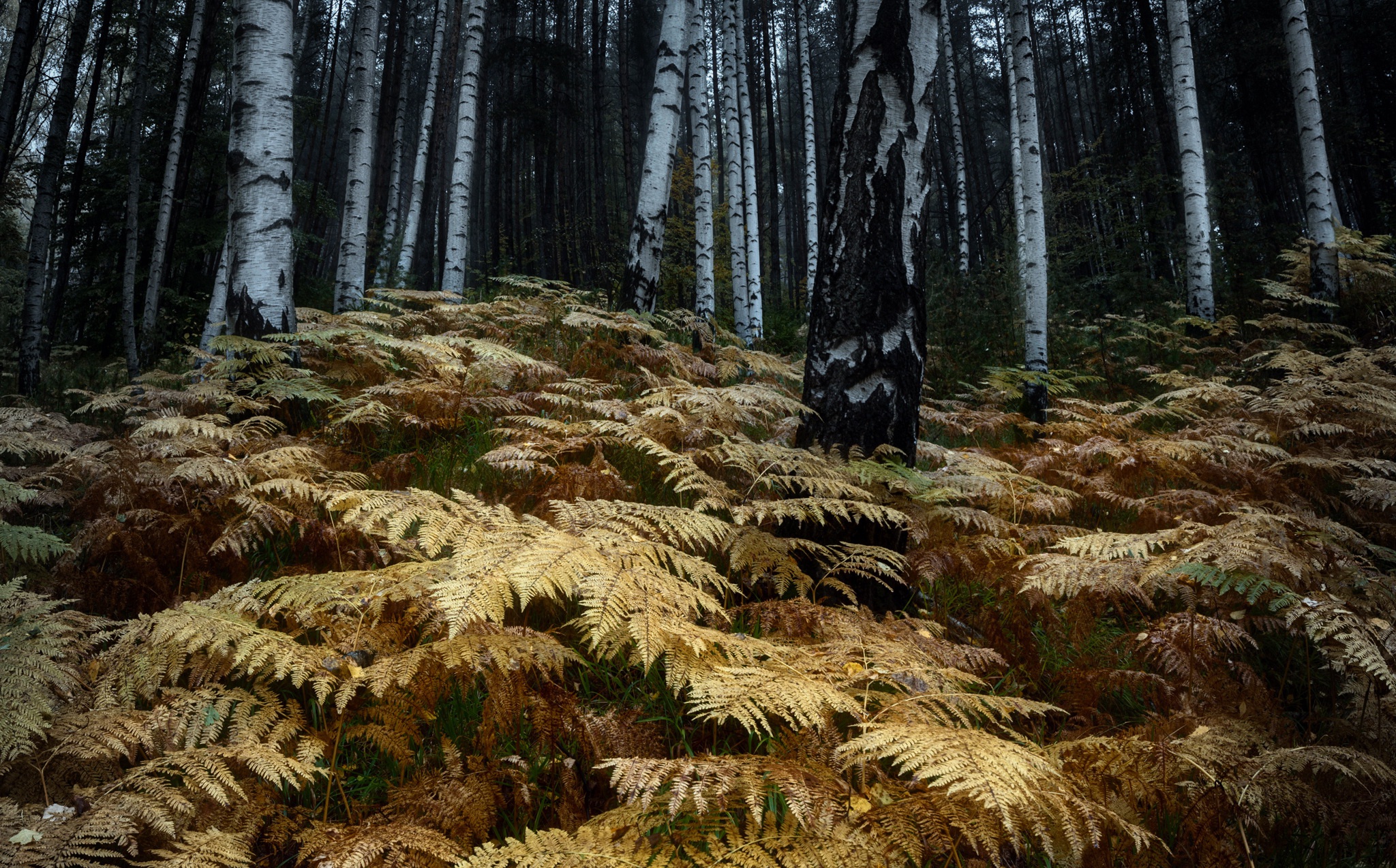 Handy-Wallpaper Natur, Herbst, Farne, Wald, Erde/natur kostenlos herunterladen.