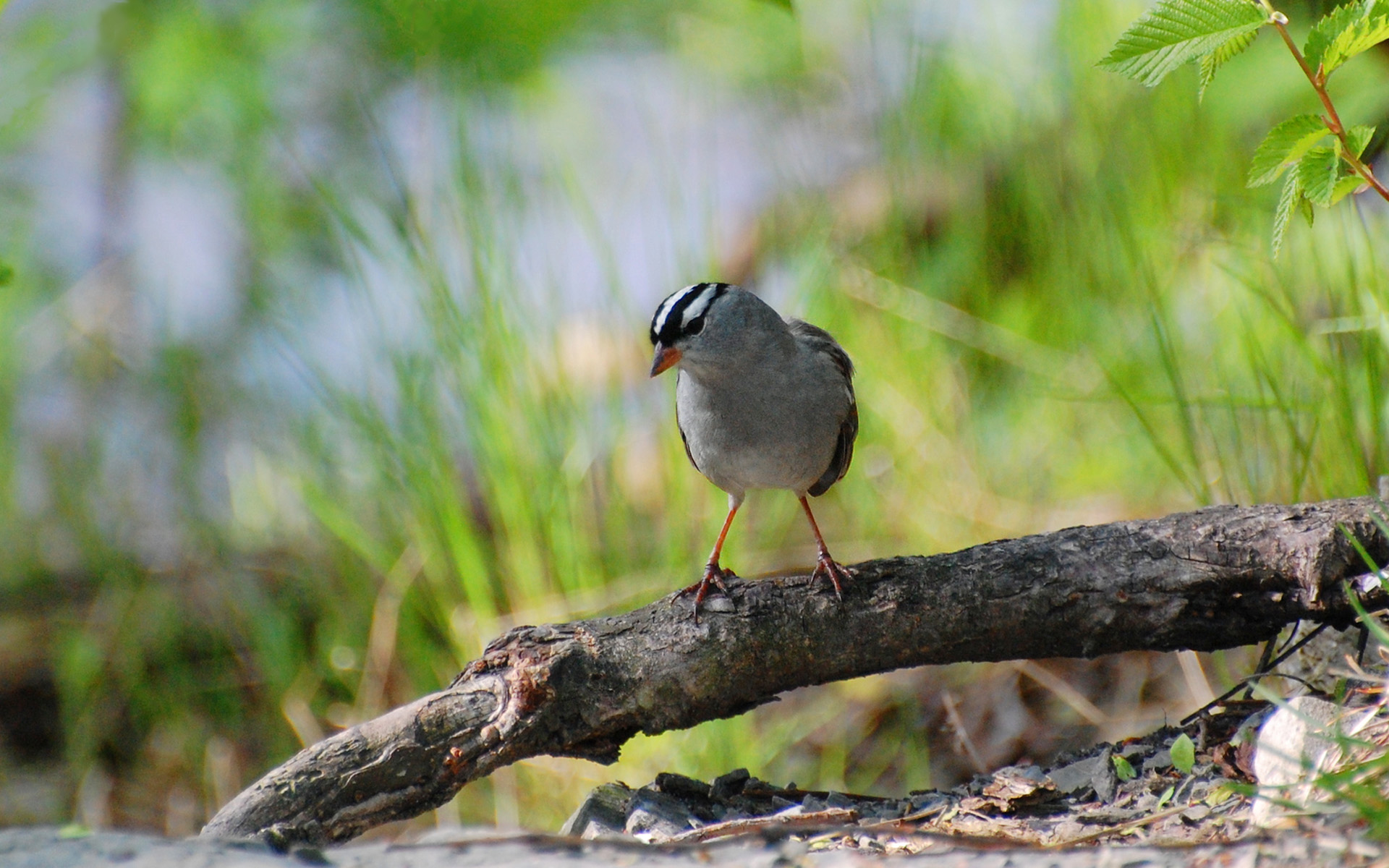 Download mobile wallpaper Birds, Bird, Animal for free.