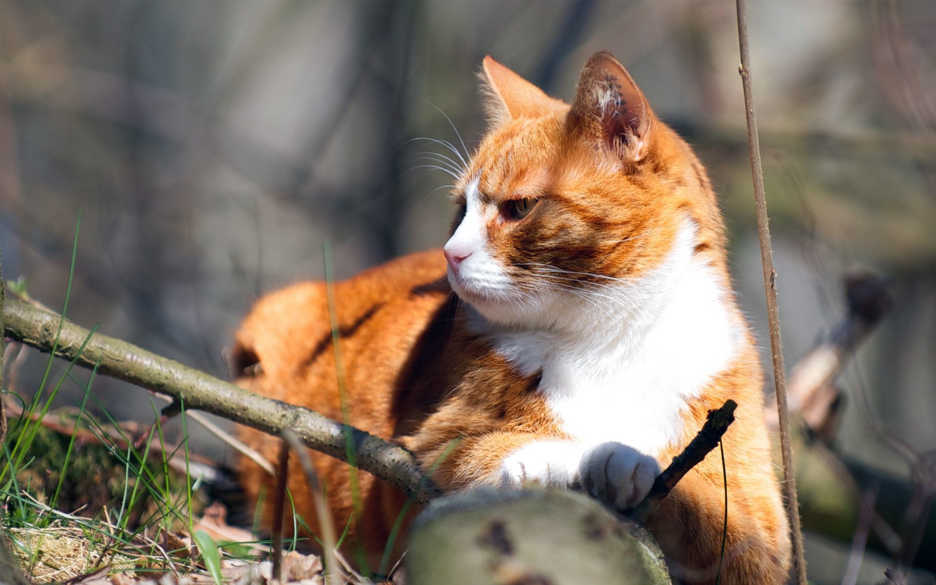 Handy-Wallpaper Tiere, Katzen, Katze kostenlos herunterladen.