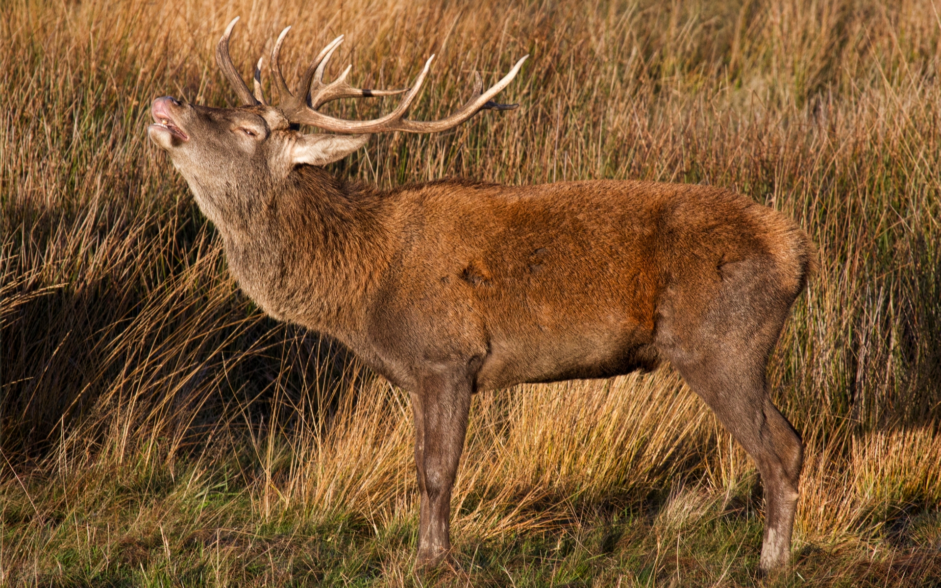 Free download wallpaper Animal, Deer on your PC desktop