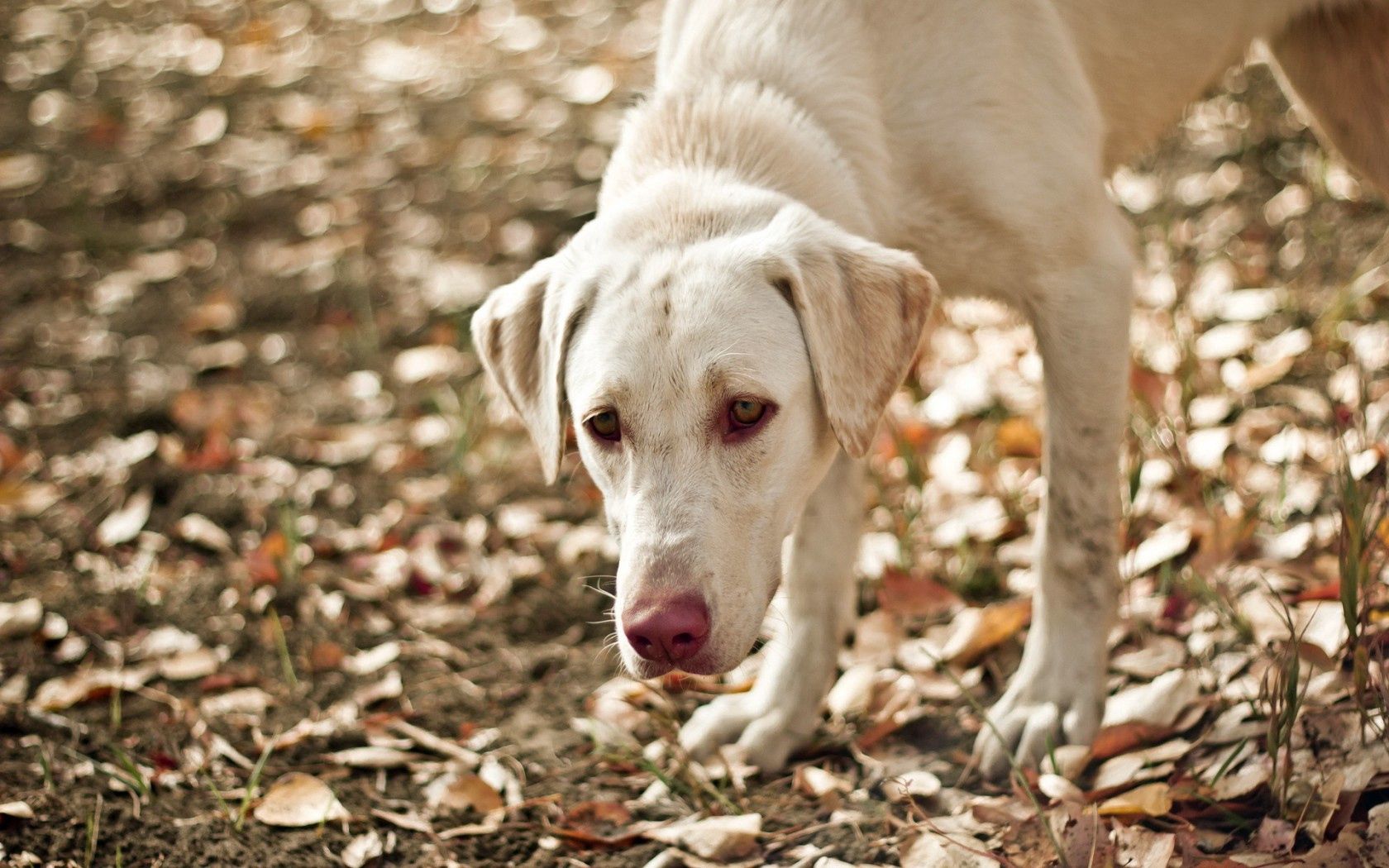 Download mobile wallpaper Dog, Sight, Opinion, Friend, Leaves, Animals, Autumn for free.