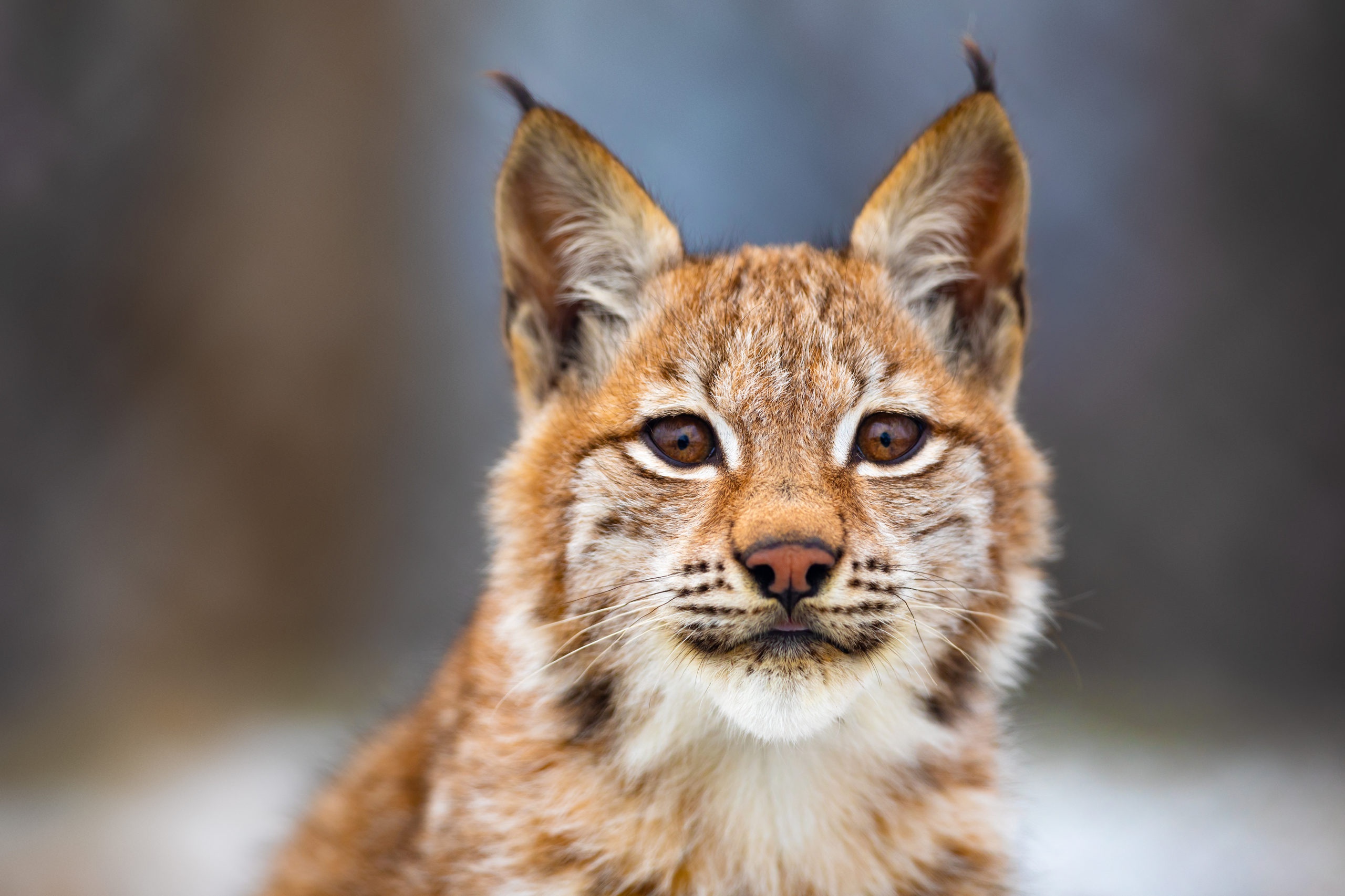 Téléchargez des papiers peints mobile Animaux, Chats, Lynx gratuitement.