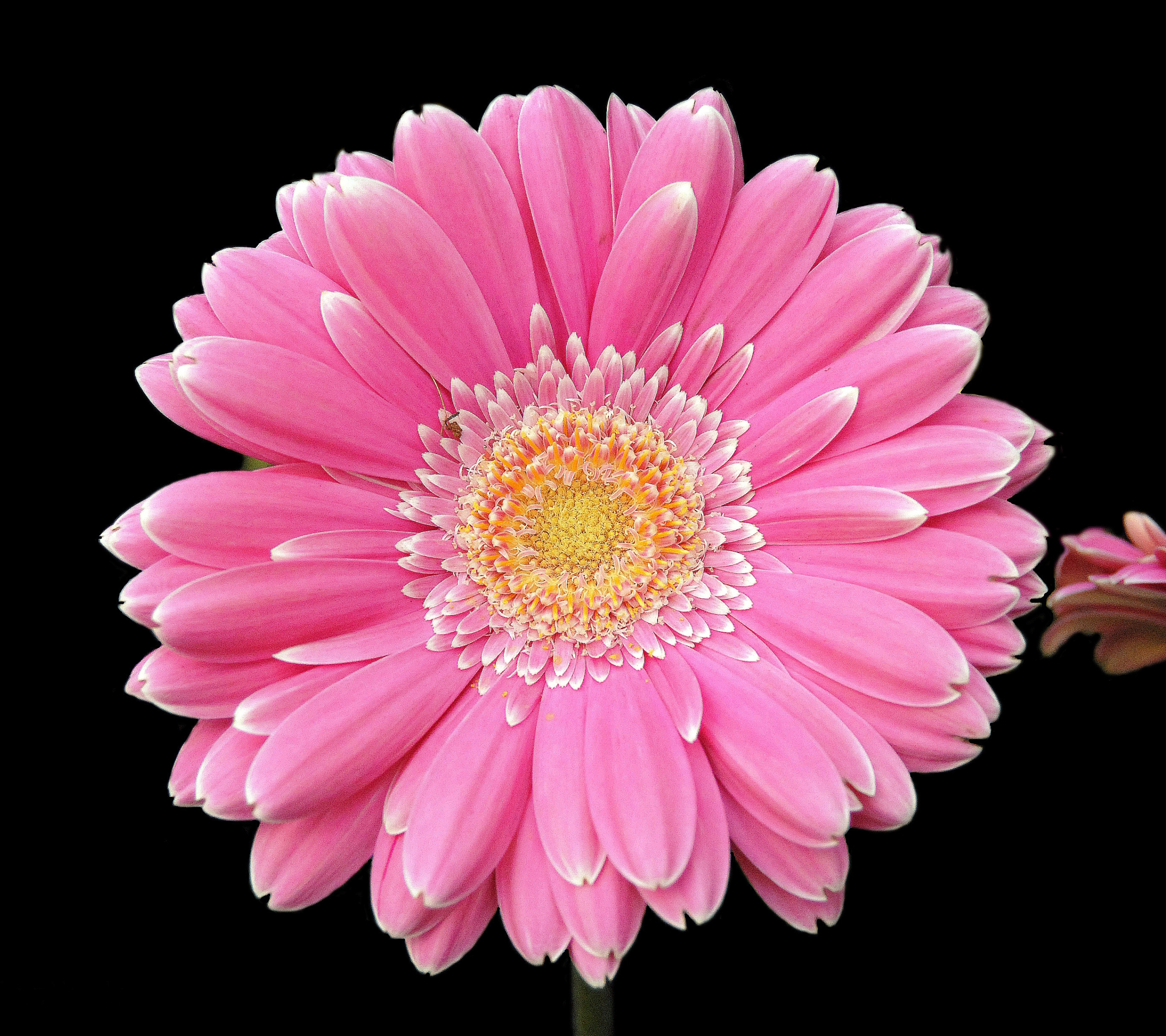 Handy-Wallpaper Blumen, Gerbera, Blume, Erde/natur, Pinke Blume kostenlos herunterladen.