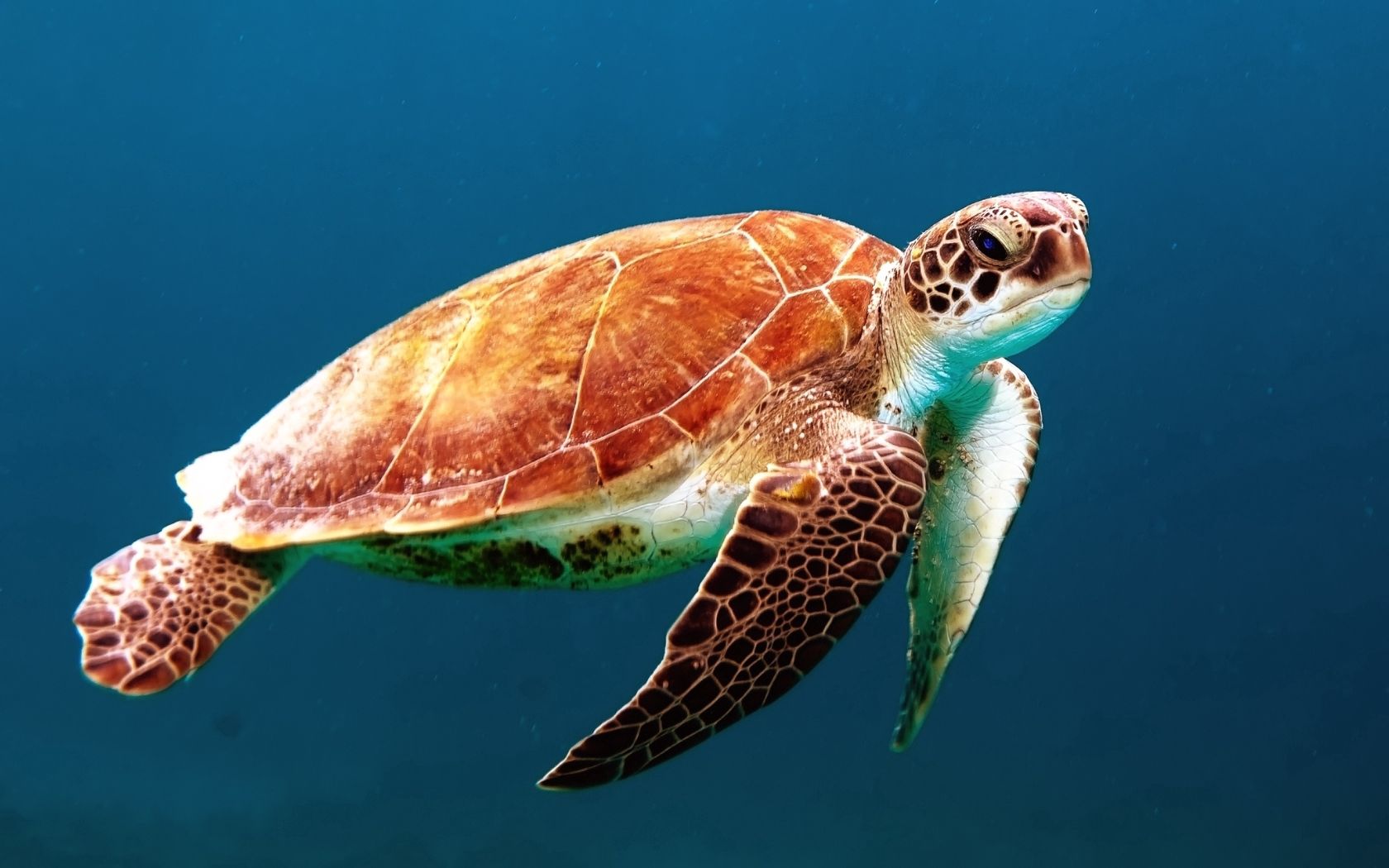 underwater world, animals, to swim, swim, carapace, shell, turtle HD wallpaper