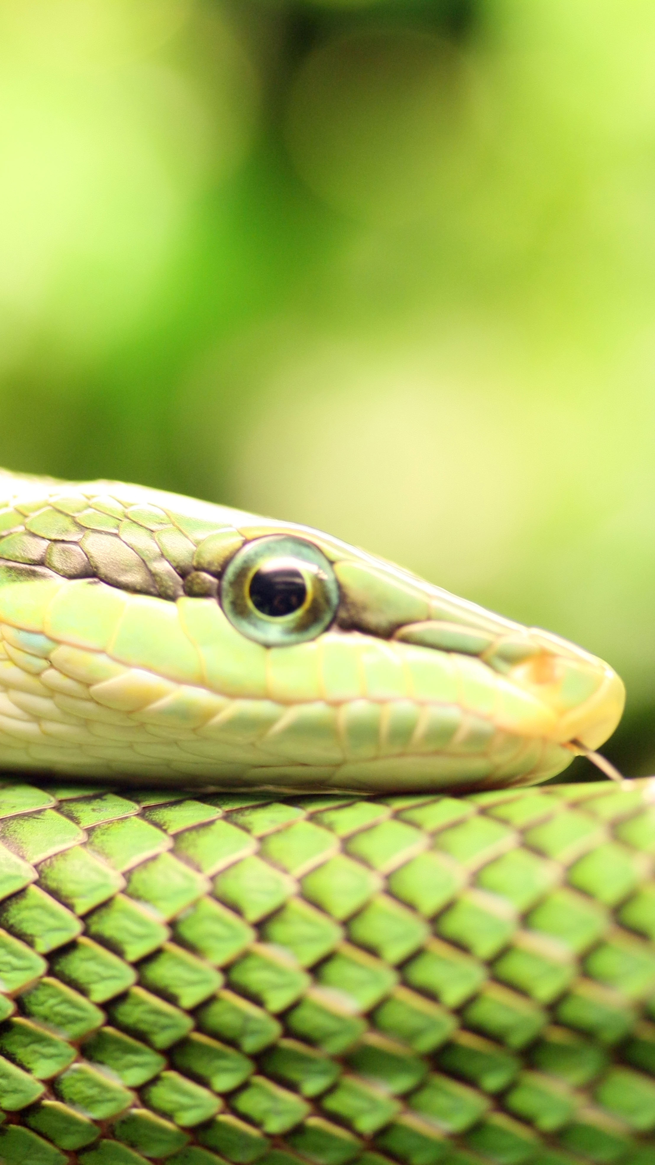 Download mobile wallpaper Animal, Reptiles, Smooth Green Snake for free.