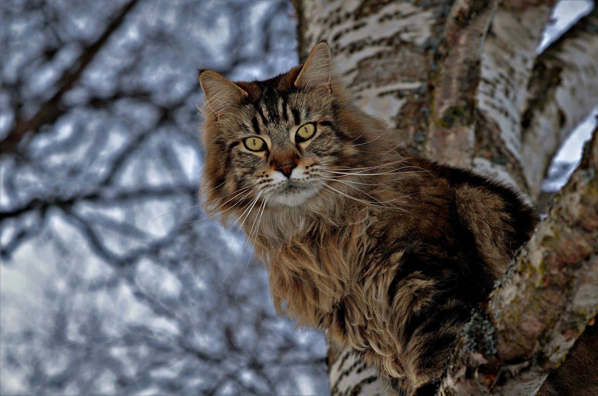 Handy-Wallpaper Tiere, Katzen, Katze, Starren kostenlos herunterladen.