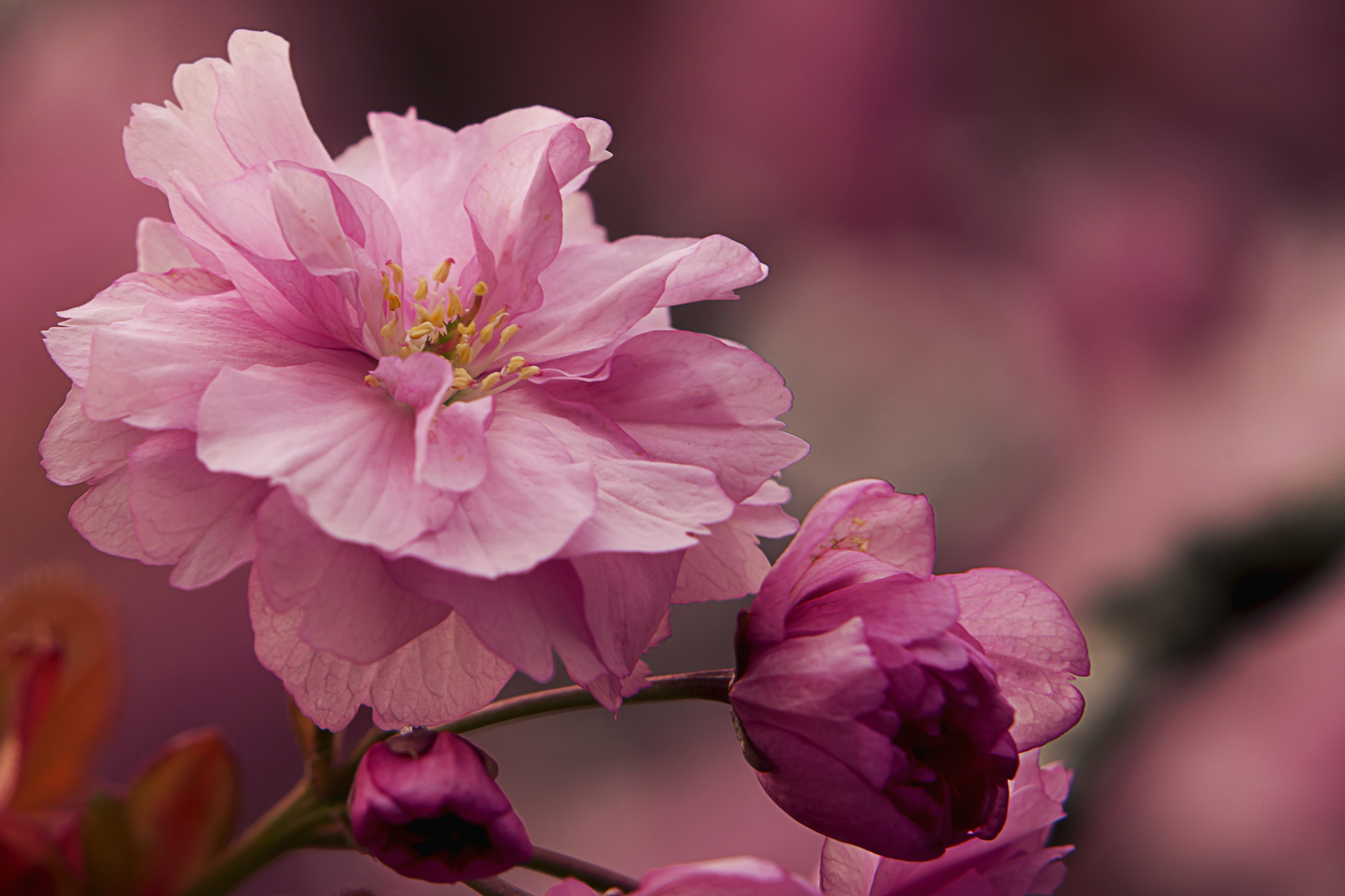 無料モバイル壁紙ブランチ, ピンクの花, フラワーズ, 自然, 花, 地球をダウンロードします。