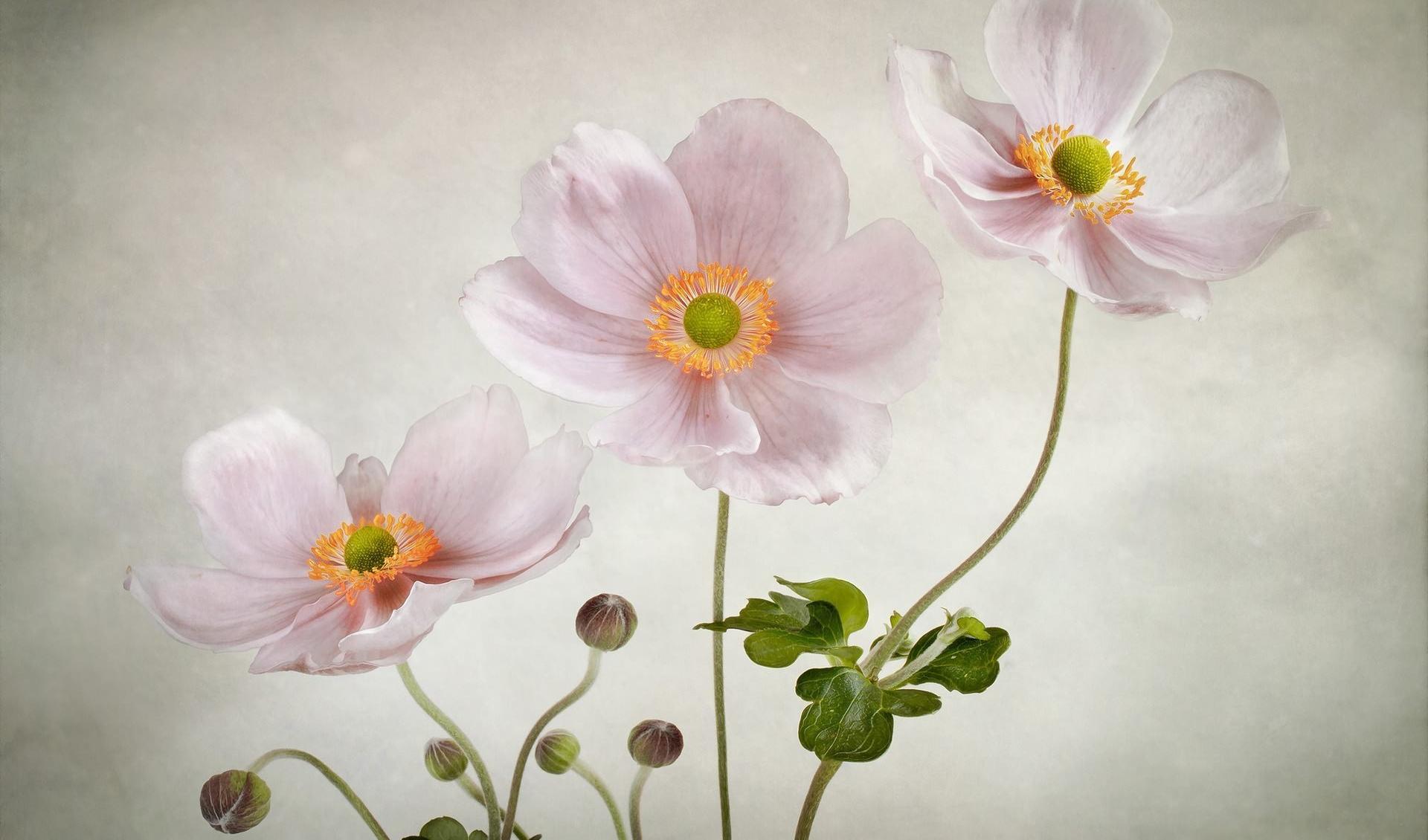 Free download wallpaper Flowers, Flower, Earth, Anemone, Pink Flower on your PC desktop