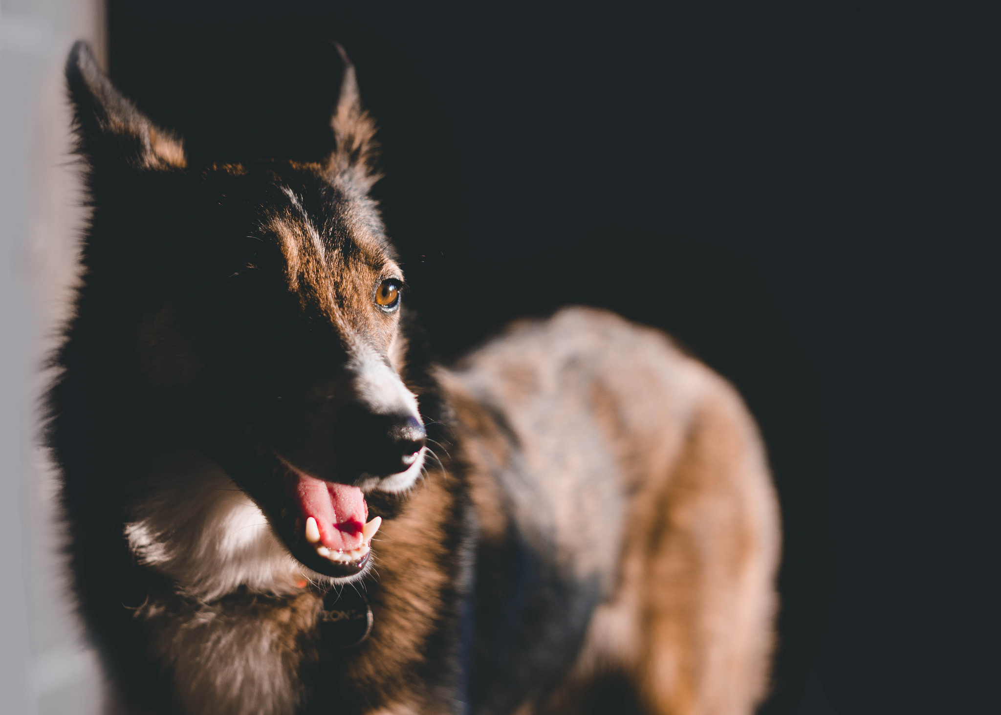 無料モバイル壁紙動物, 犬, 銃口, ジャーマンシェパードをダウンロードします。