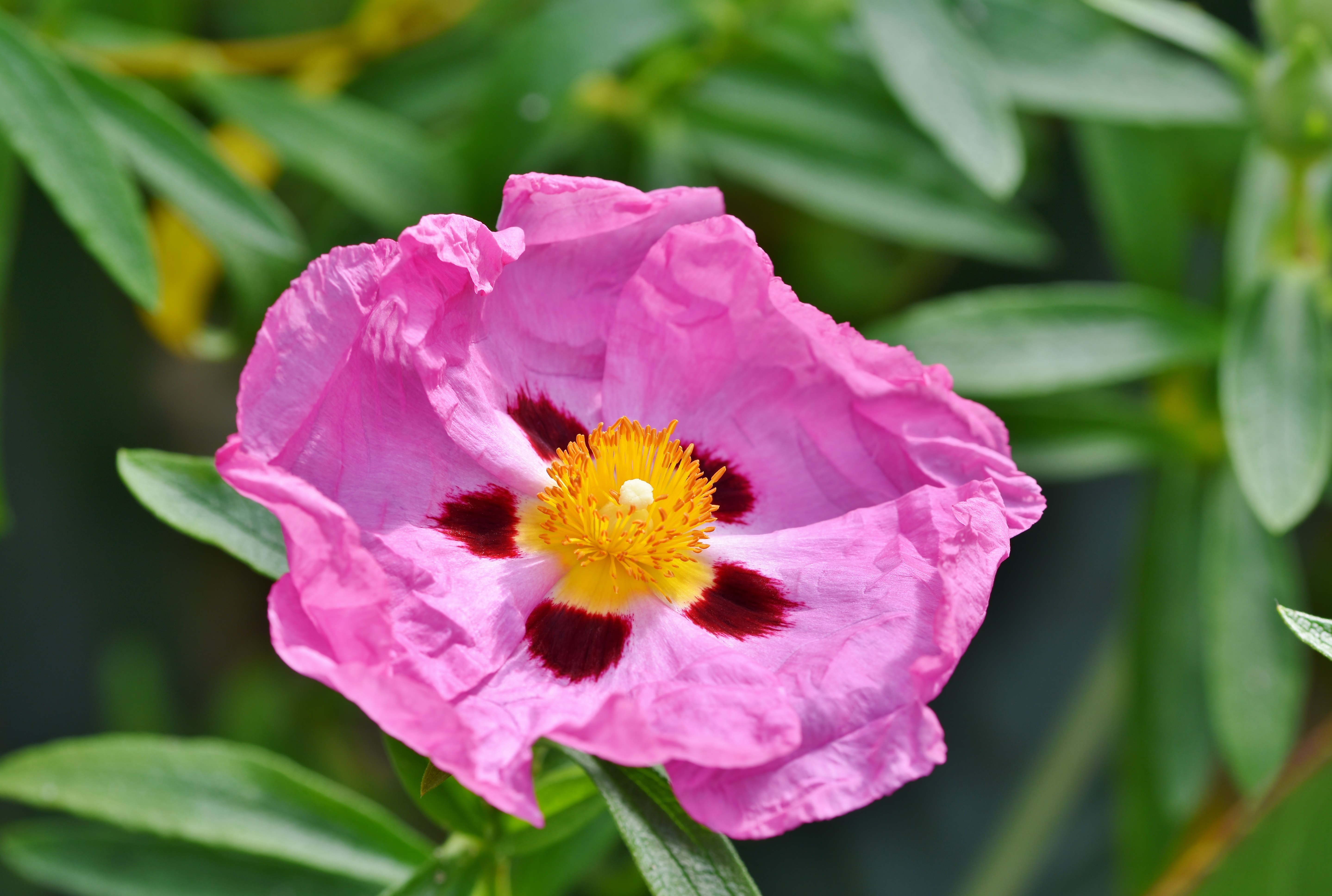 Téléchargez gratuitement l'image Fleurs, Fleur, La Nature, Terre/nature, Fleur Rose, Ciste sur le bureau de votre PC