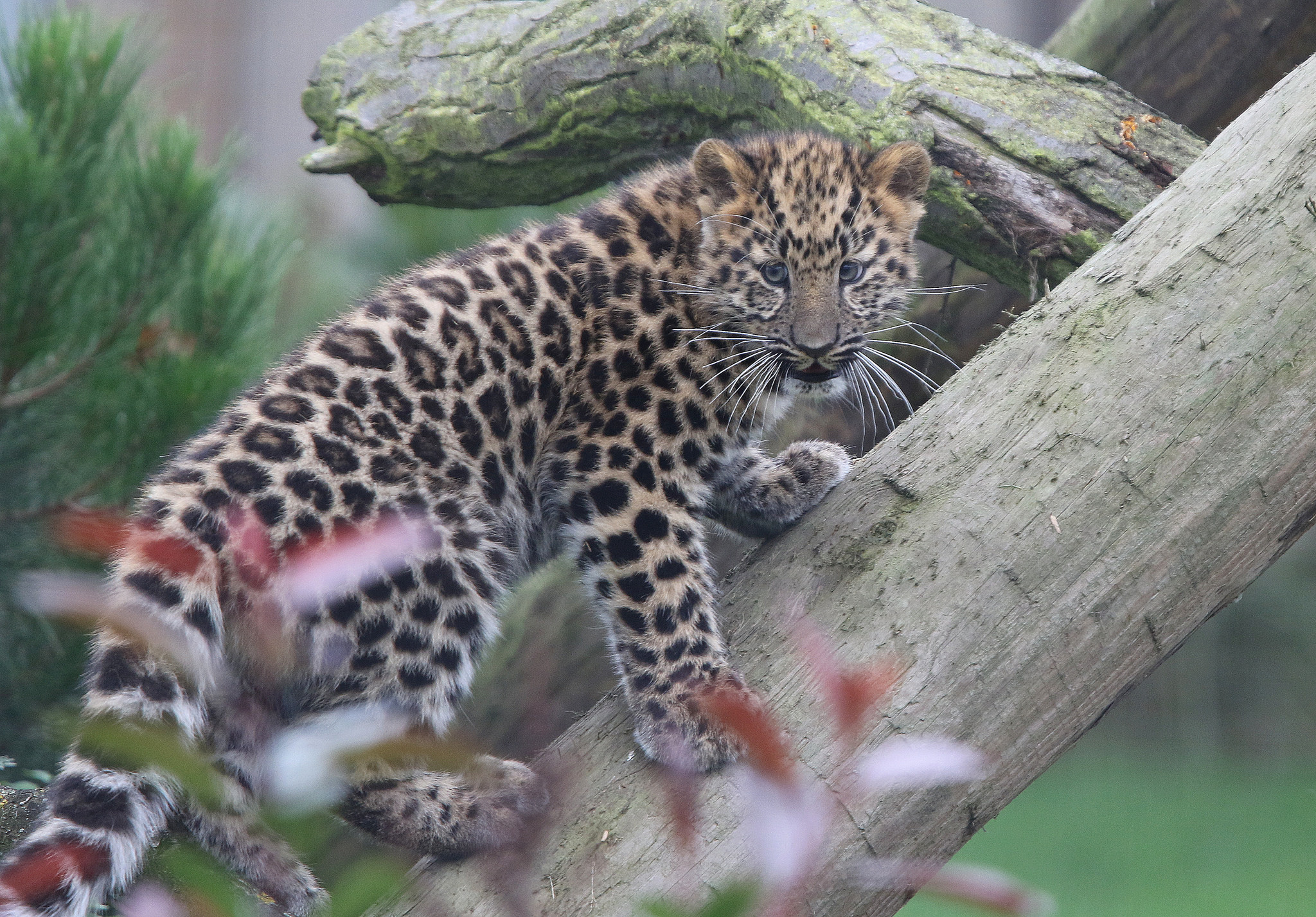 377991 Bild herunterladen tiere, leopard, amur leopard, tierbaby, jungtier, katzen - Hintergrundbilder und Bildschirmschoner kostenlos