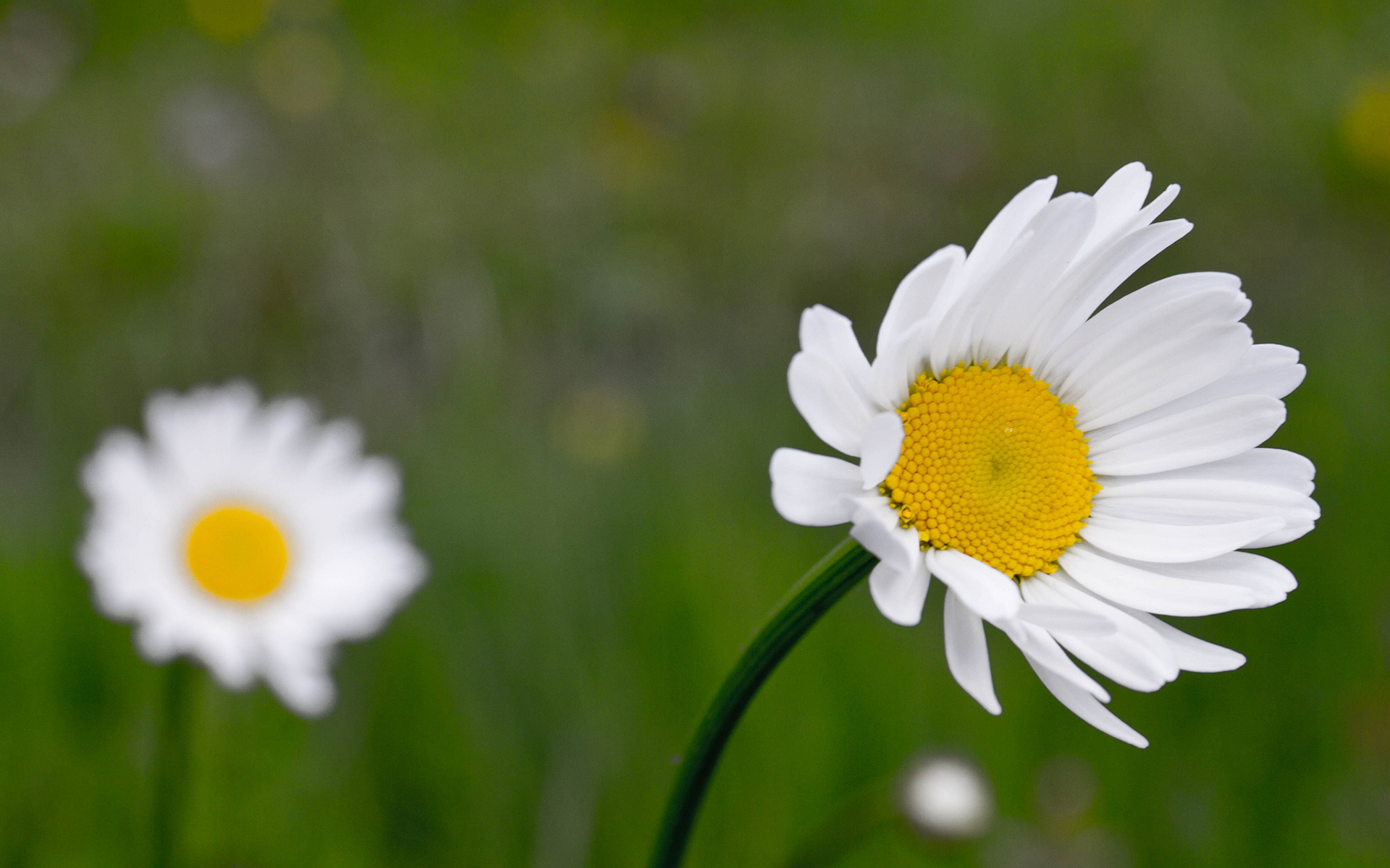 Handy-Wallpaper Gänseblümchen, Blumen, Erde/natur kostenlos herunterladen.