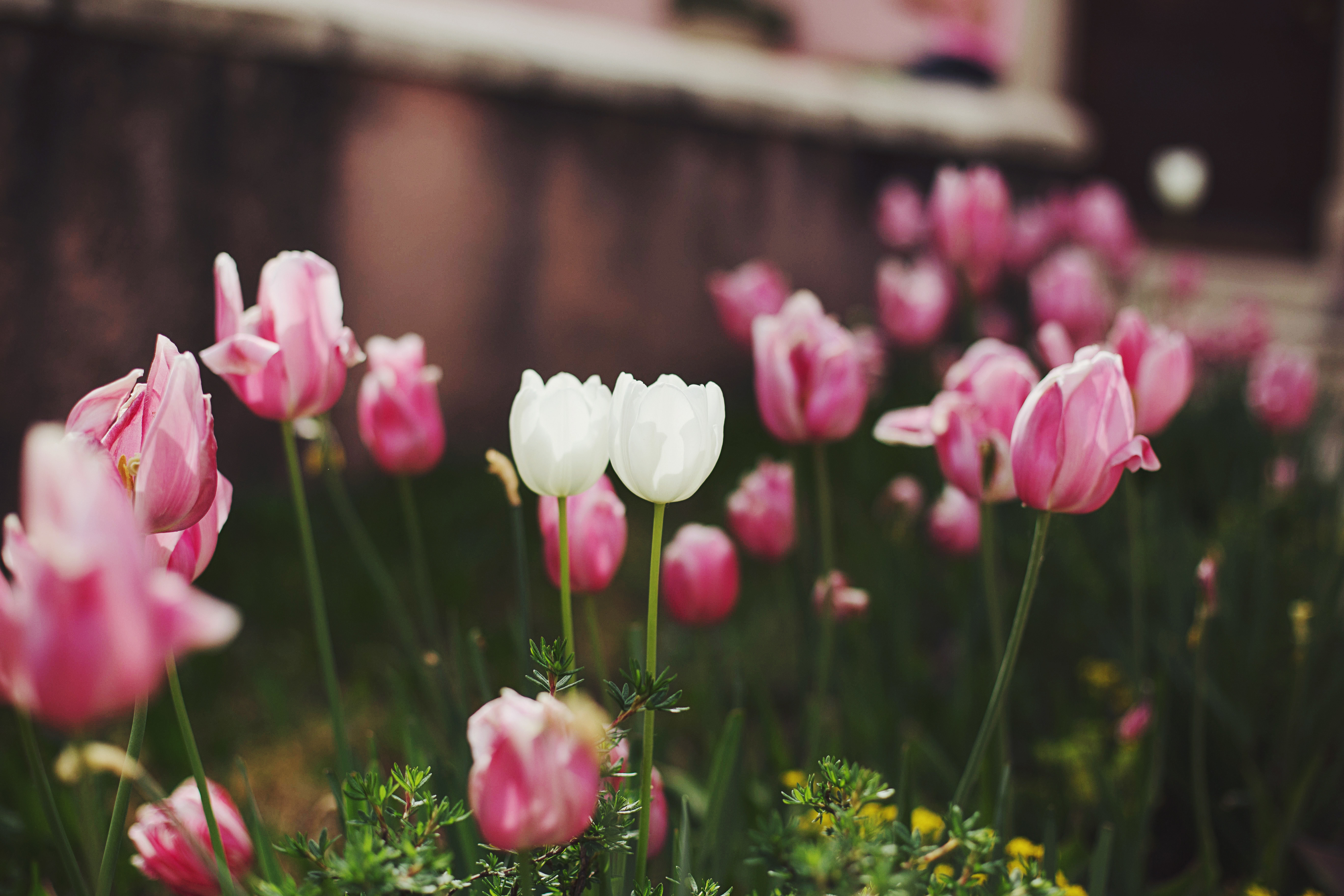 Download mobile wallpaper Nature, Flowers, Flower, Blur, Earth, Tulip, White Flower, Pink Flower for free.