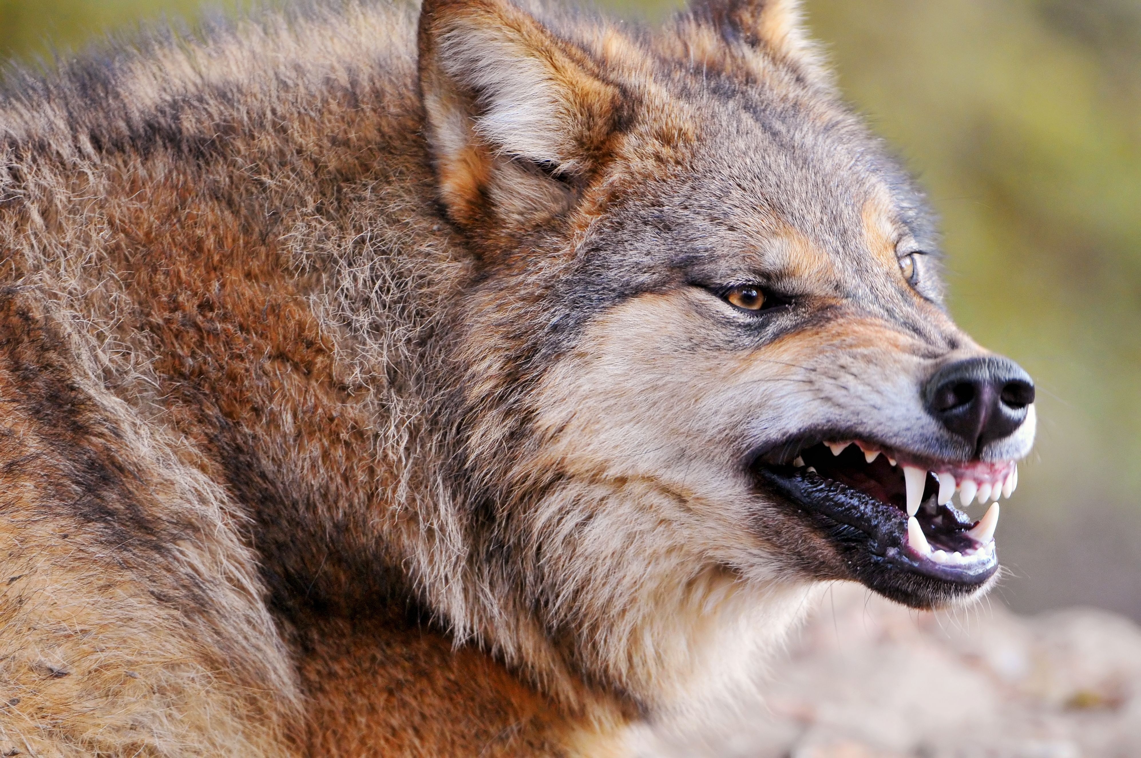 Free download wallpaper Animals, Grin, Muzzle, Aggression, Predator, Wolf on your PC desktop