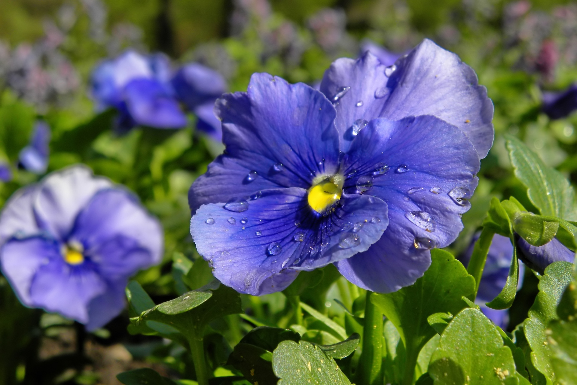 Descarga gratis la imagen Flores, Flor, Flor Purpura, Tierra/naturaleza, Viola × Wittrockiana en el escritorio de tu PC