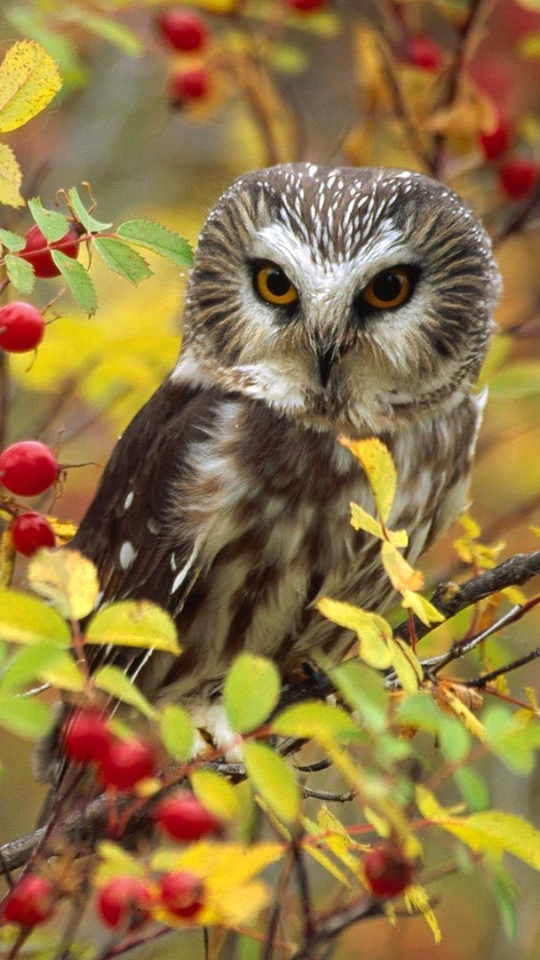 Download mobile wallpaper Birds, Owl, Bird, Branch, Animal for free.