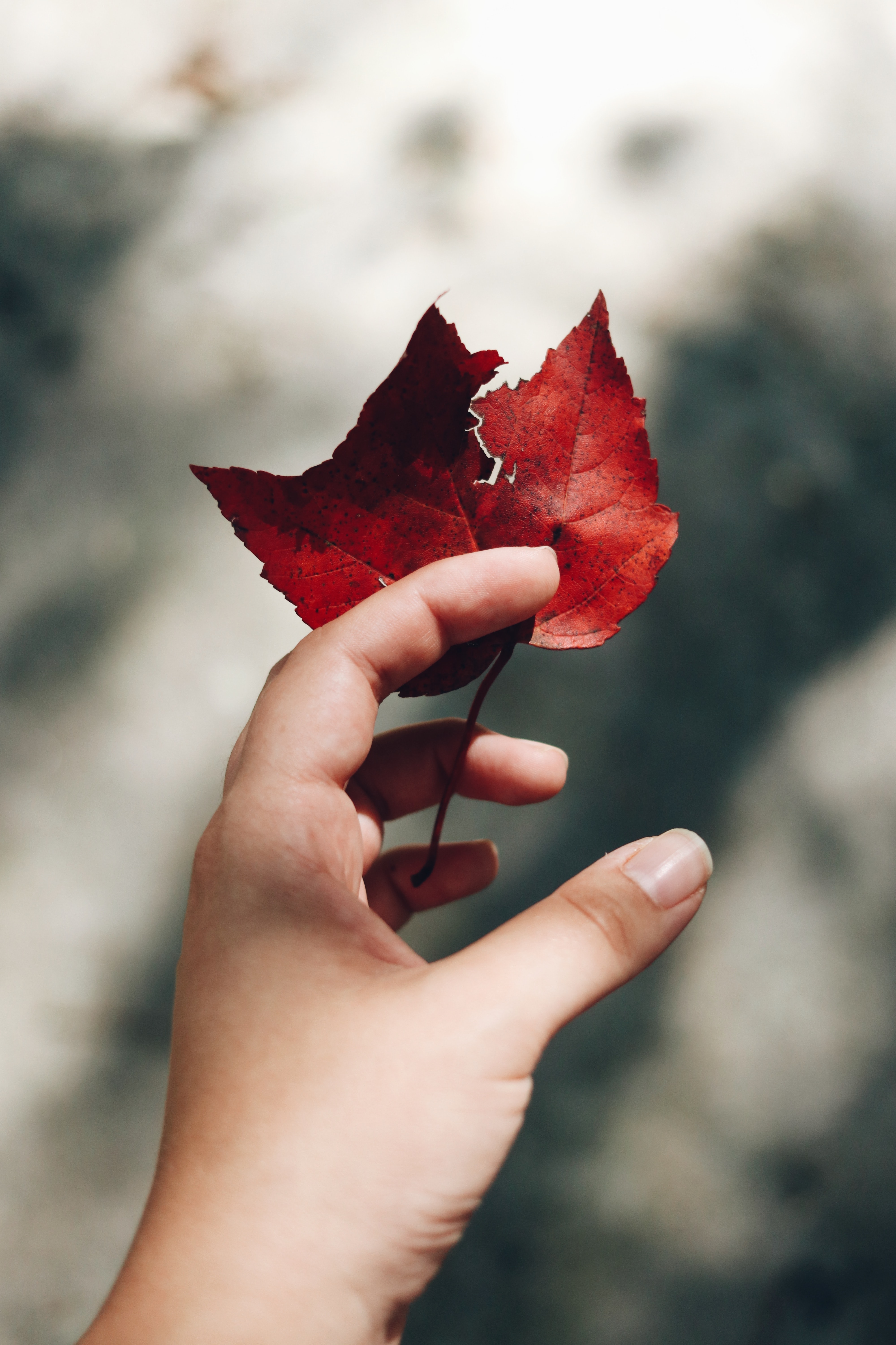 Laden Sie das Blätter, Hand, Verschiedenes, Sonstige, Fokus, Herbst-Bild kostenlos auf Ihren PC-Desktop herunter