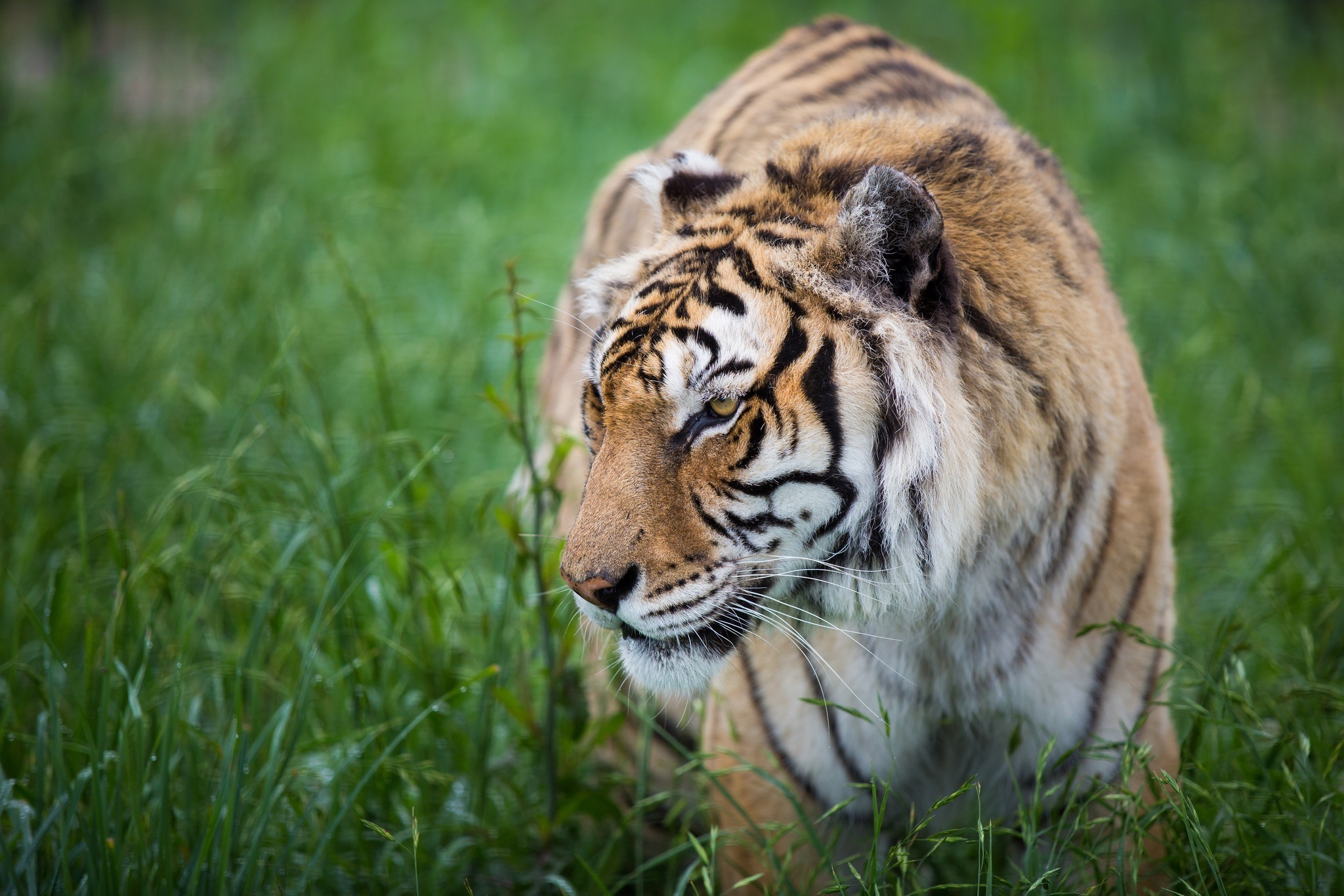 Téléchargez des papiers peints mobile Animaux, Chats, Tigre gratuitement.