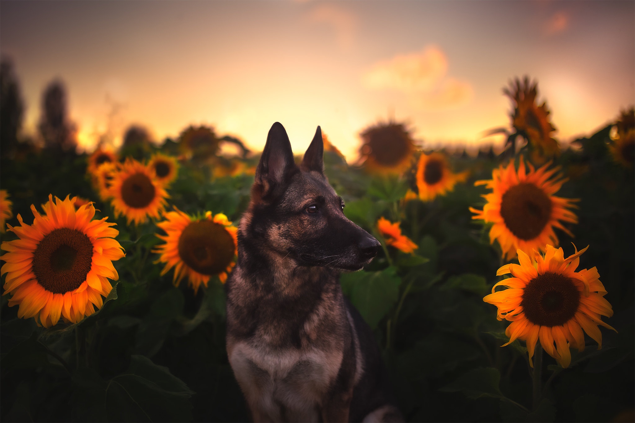 Handy-Wallpaper Tiere, Hunde, Hund, Schäferhund, Sonnenblume kostenlos herunterladen.