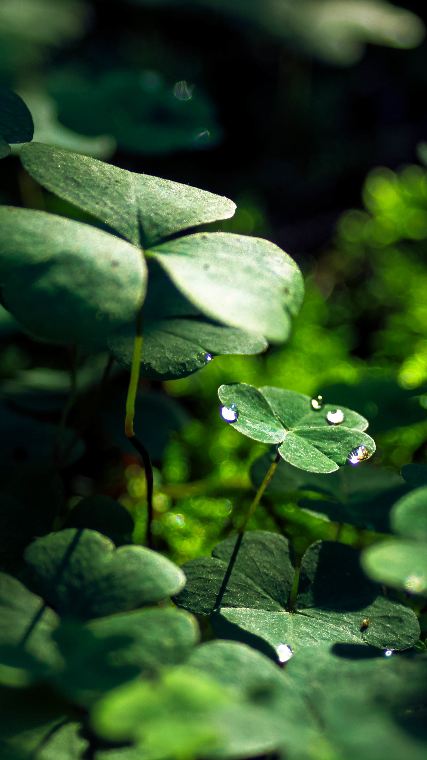 Download mobile wallpaper Nature, Macro, Leaf, Earth, Clover, Water Drop for free.