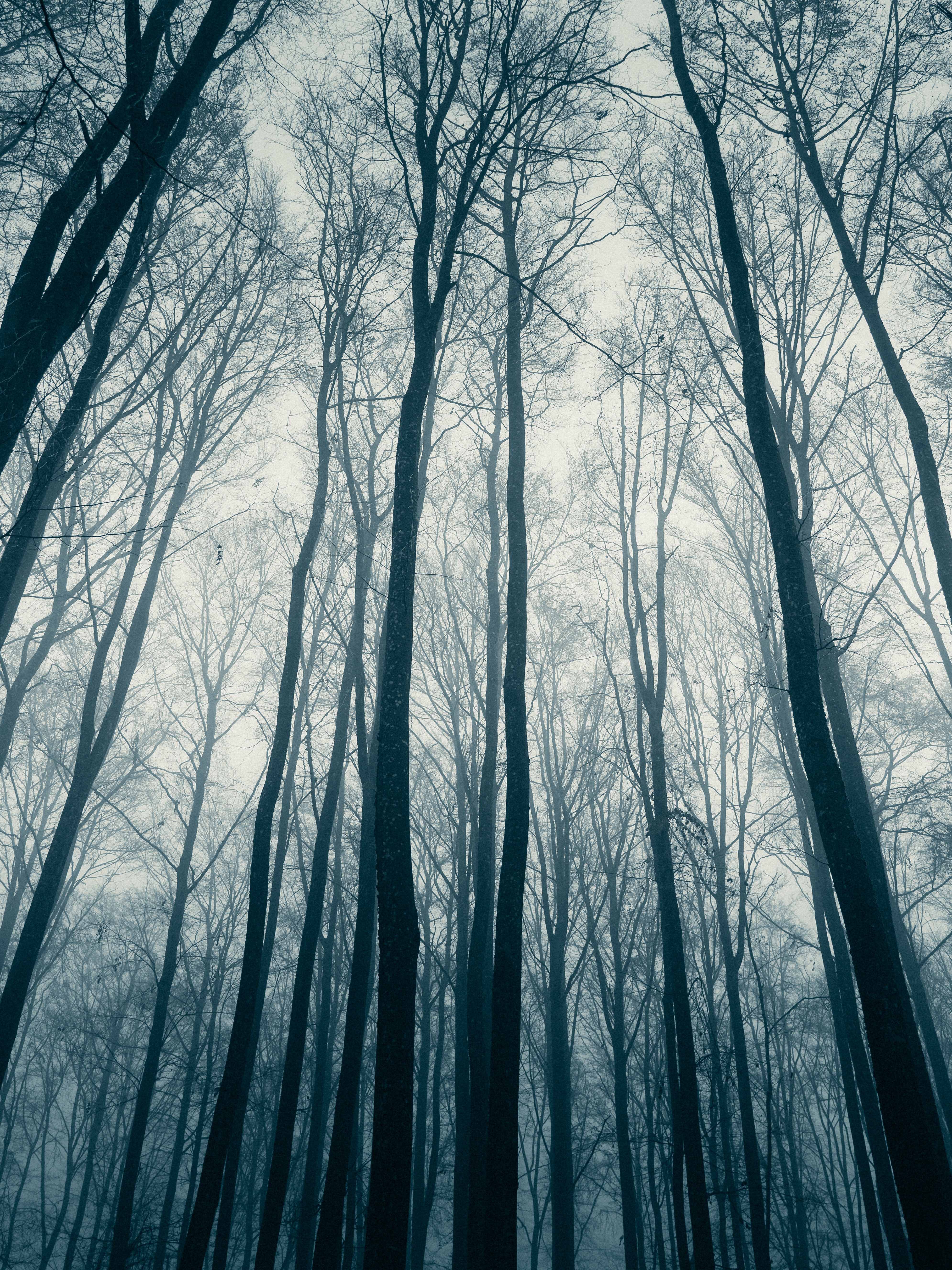 143529 скачать обои природа, лес, мгла, деревья, туман - заставки и картинки бесплатно