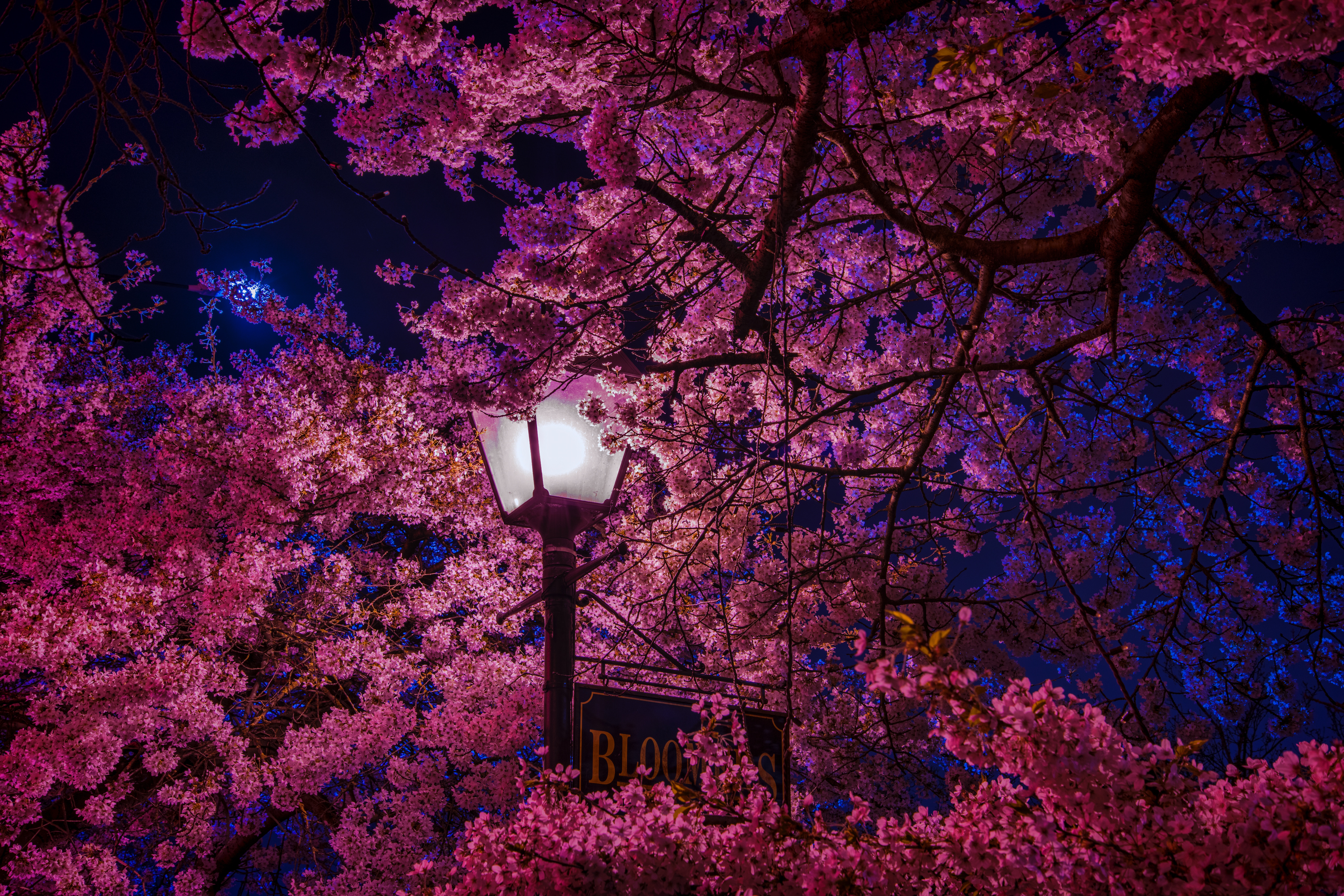 139037 скачать картинку сакура, цветет, весна, ночь, разное, фонарь - обои и заставки бесплатно