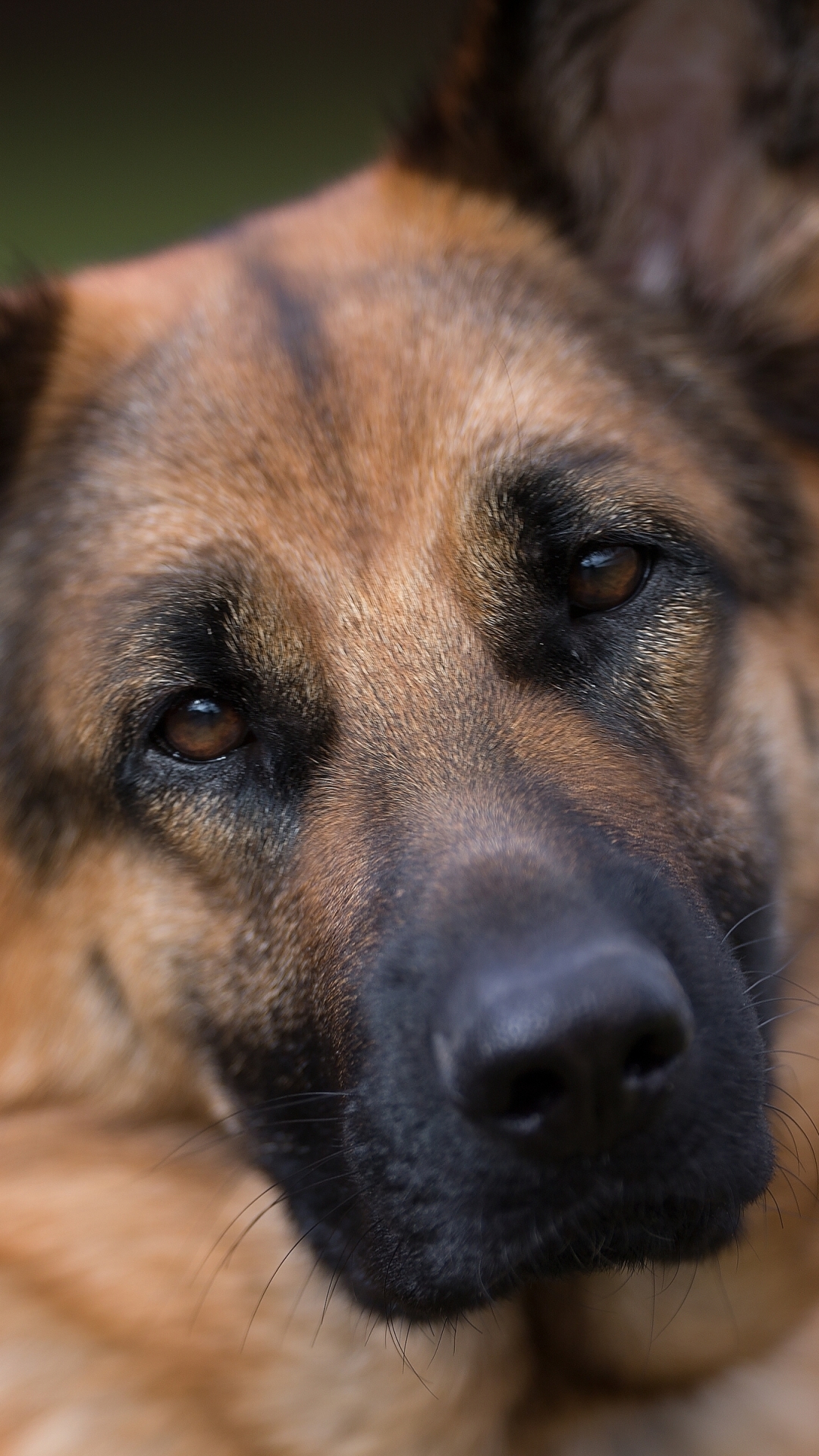 Download mobile wallpaper Dogs, Dog, Muzzle, Animal, Face, German Shepherd for free.