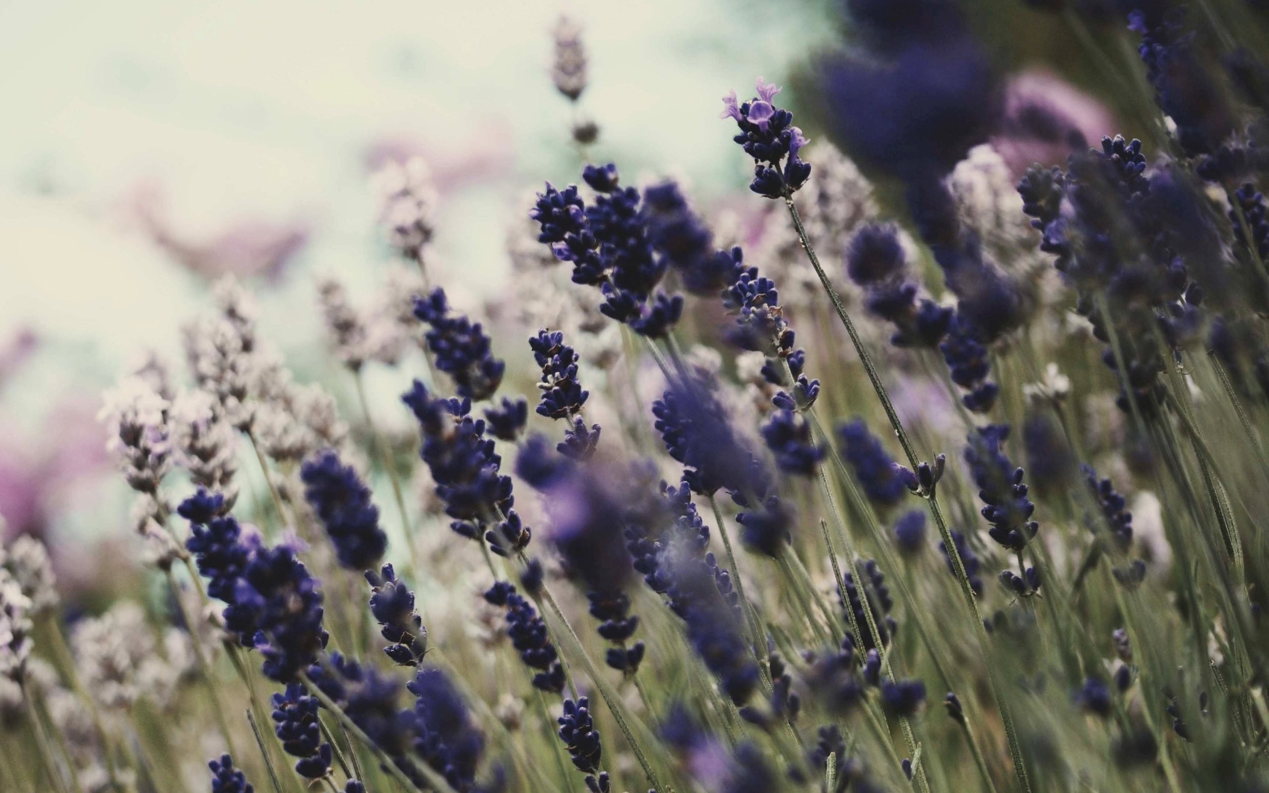 Téléchargez gratuitement l'image Fleurs, Fleur, Terre/nature sur le bureau de votre PC